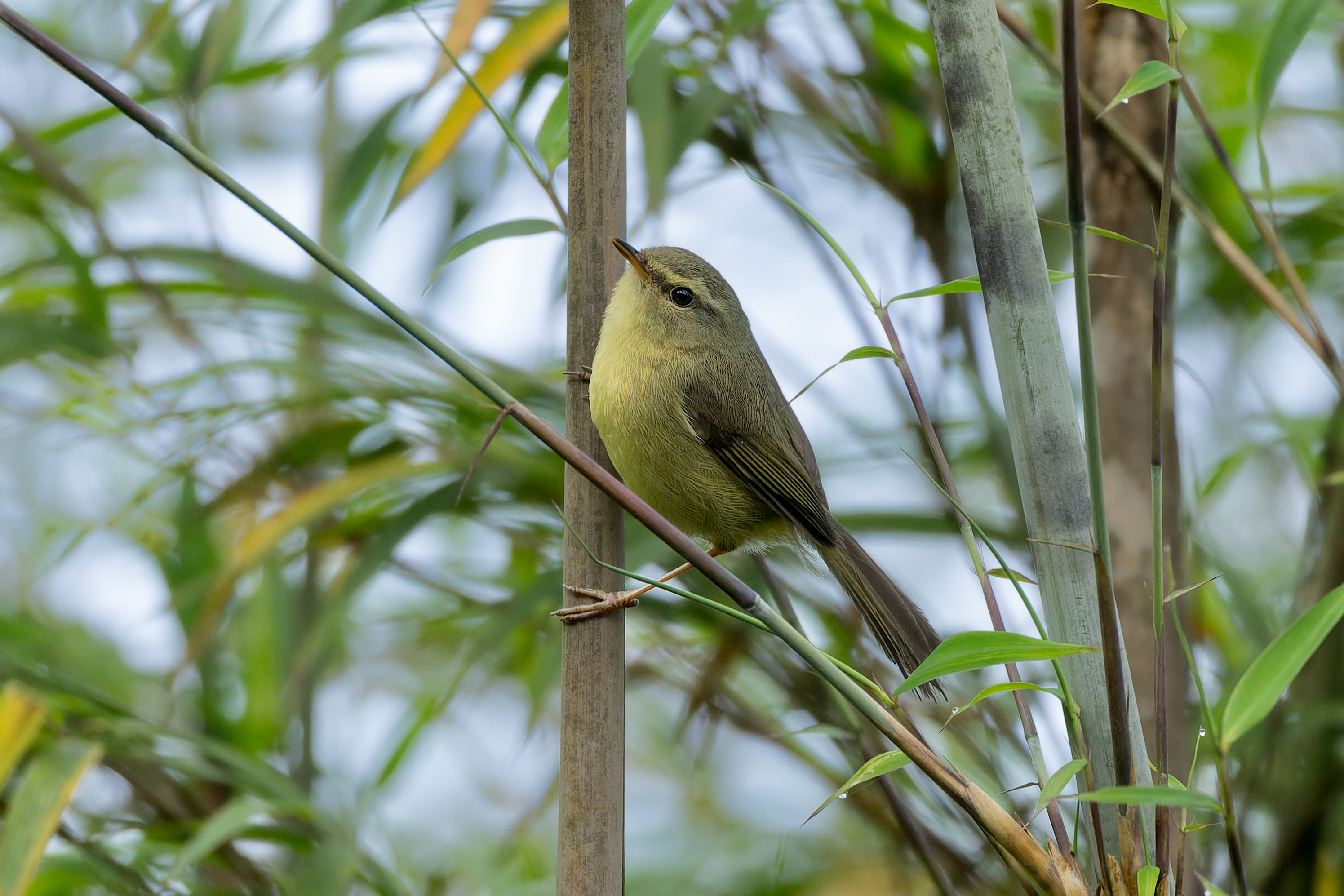 Aberrant Bush Warbler (Horornis flavolivaceus)