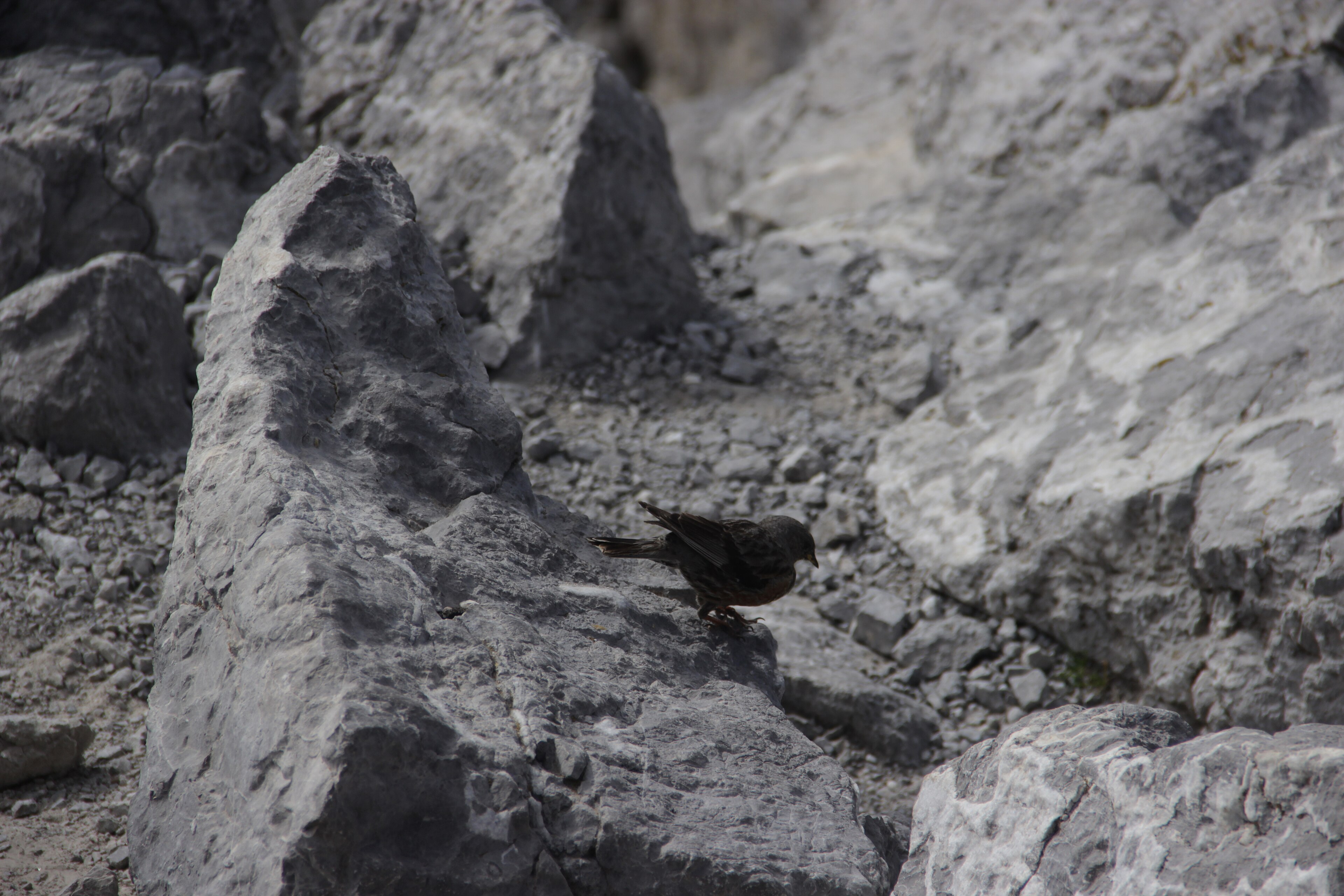 Alpine Accentor (Prunella collaris)