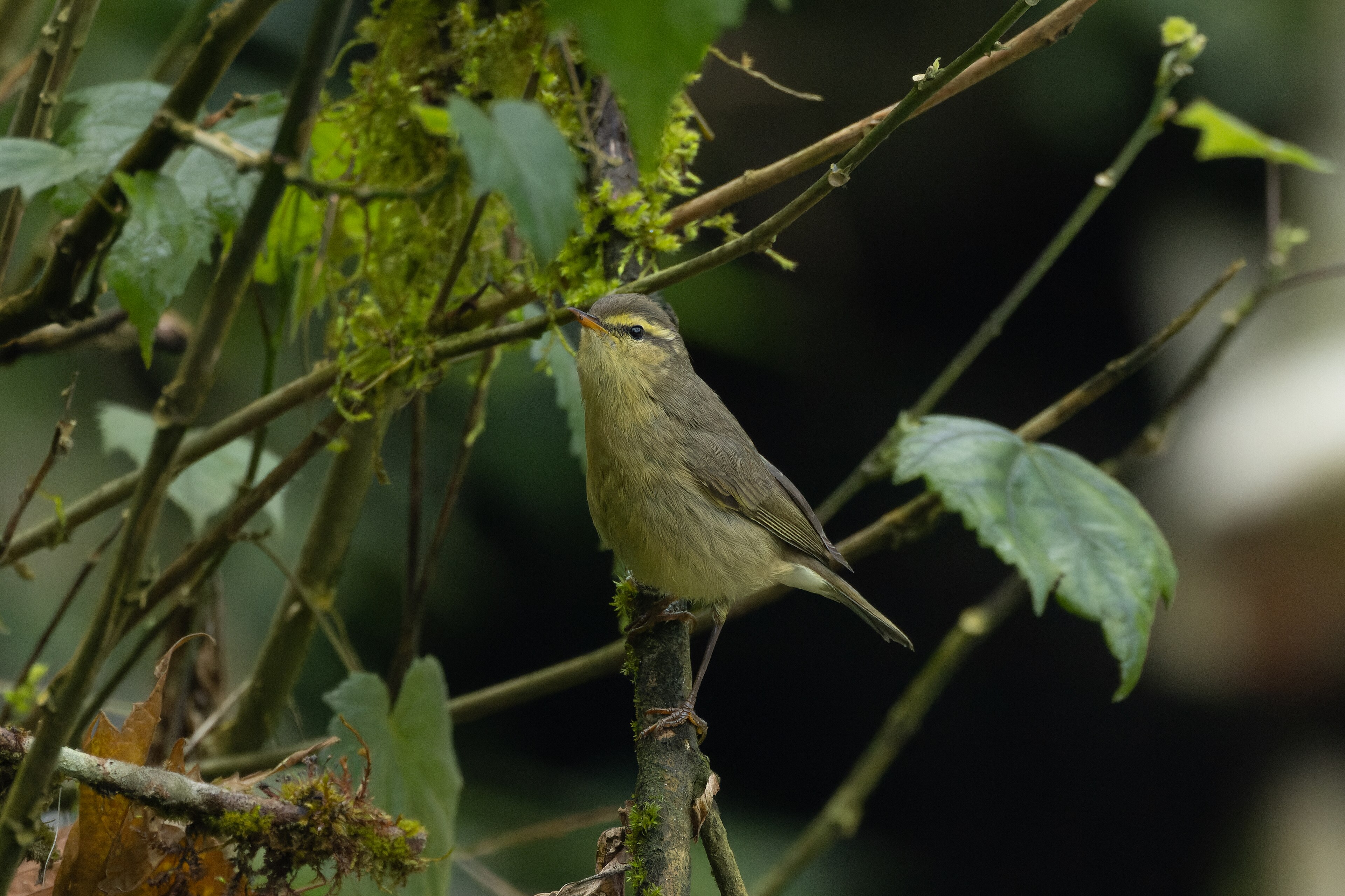 Alpine Leaf Warbler (Phylloscopus occisinensis)