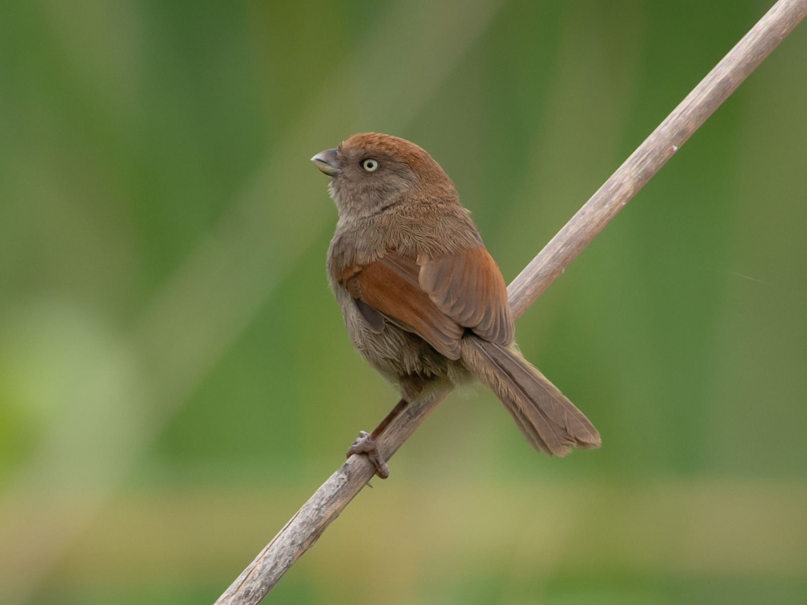 Ashy-throated Parrotbill (Sinosuthora alphonsiana)