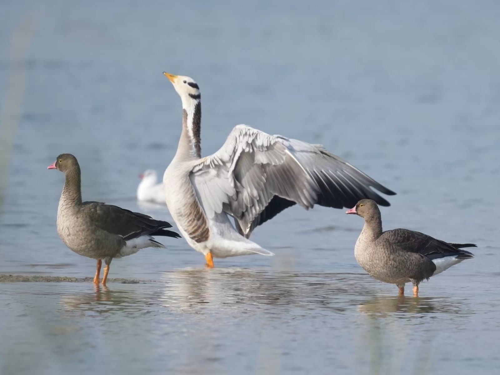 Bar-headed Goose (Anser indicus)