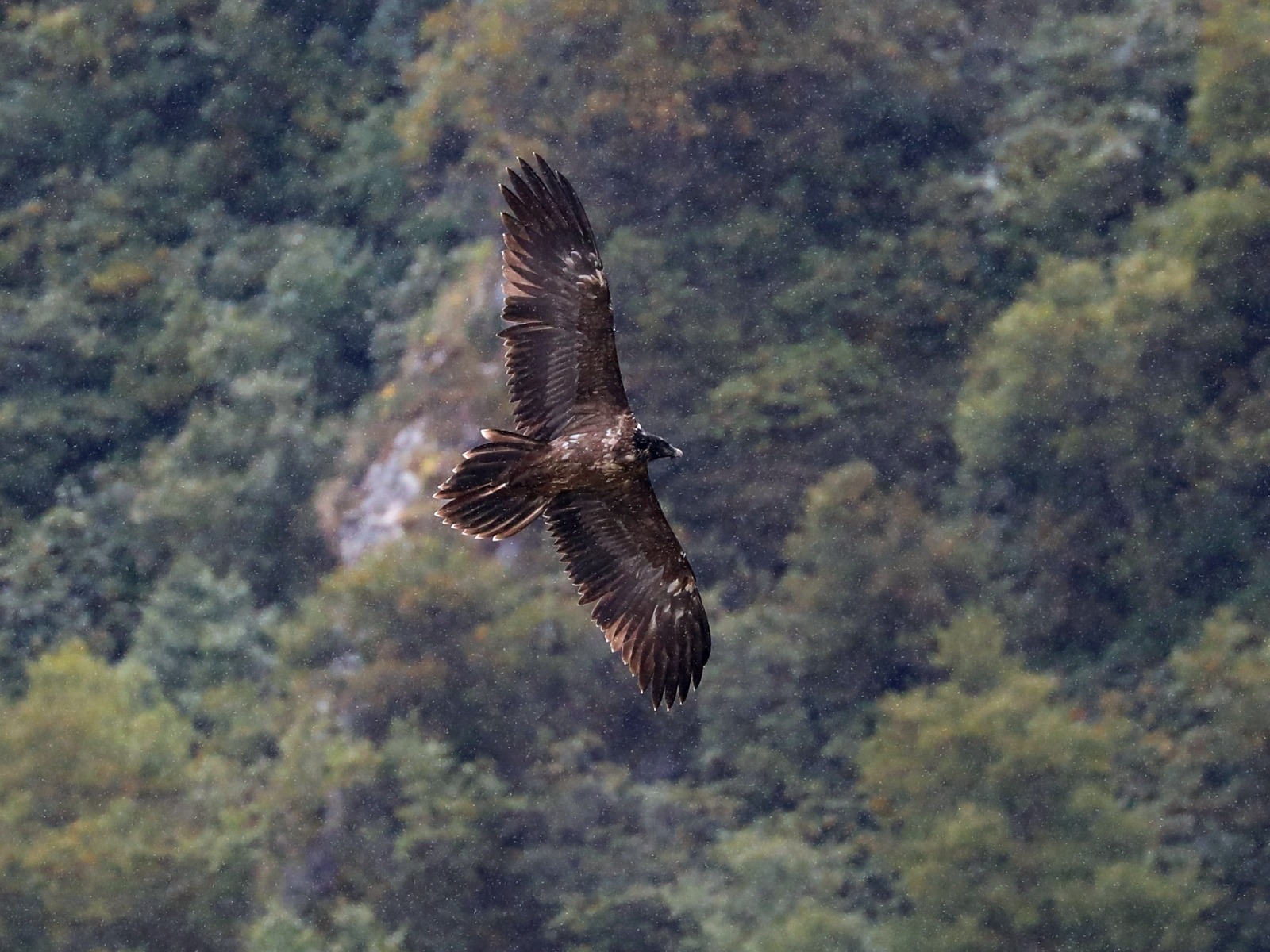 Bearded Vulture (Gypaetus barbatus)