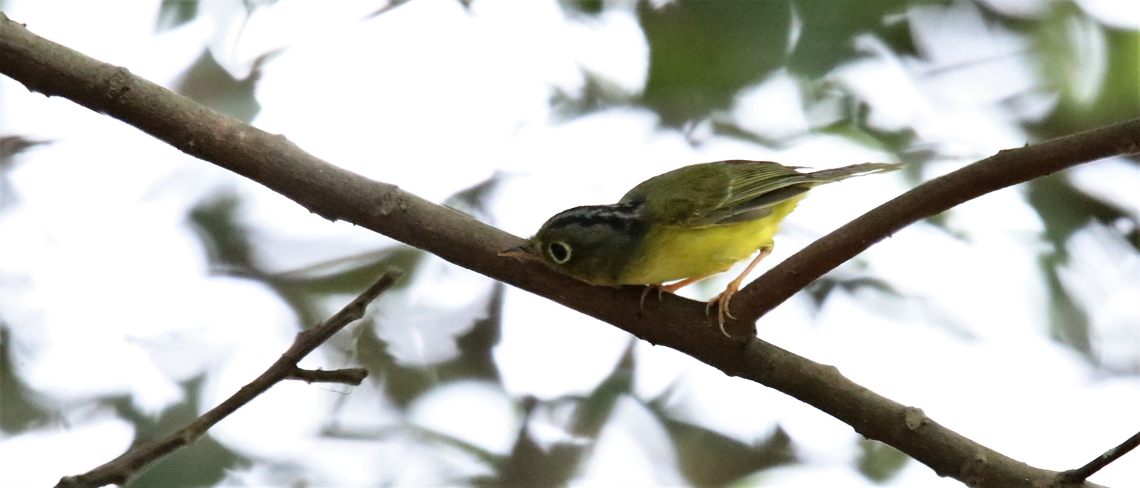 Bianchi’s Warbler (Phylloscopus valentini)