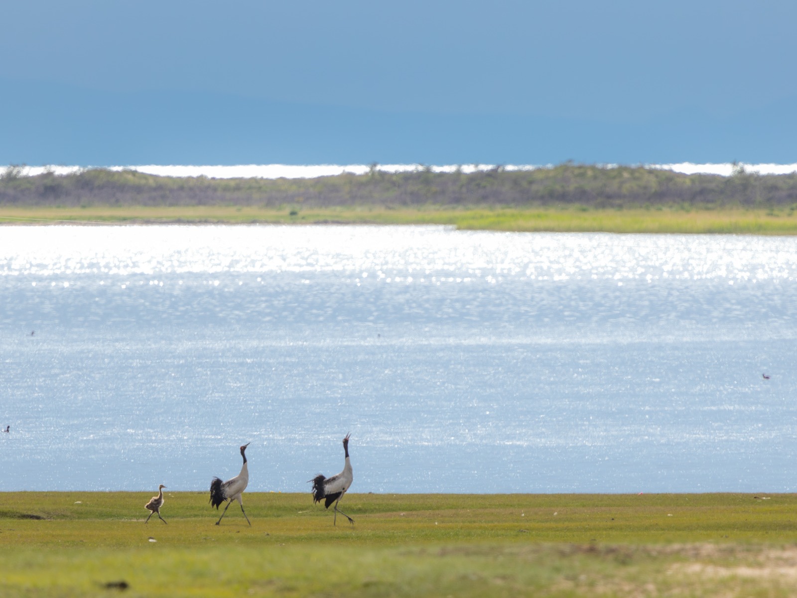 Black-necked Crane (Grus nigricollis)