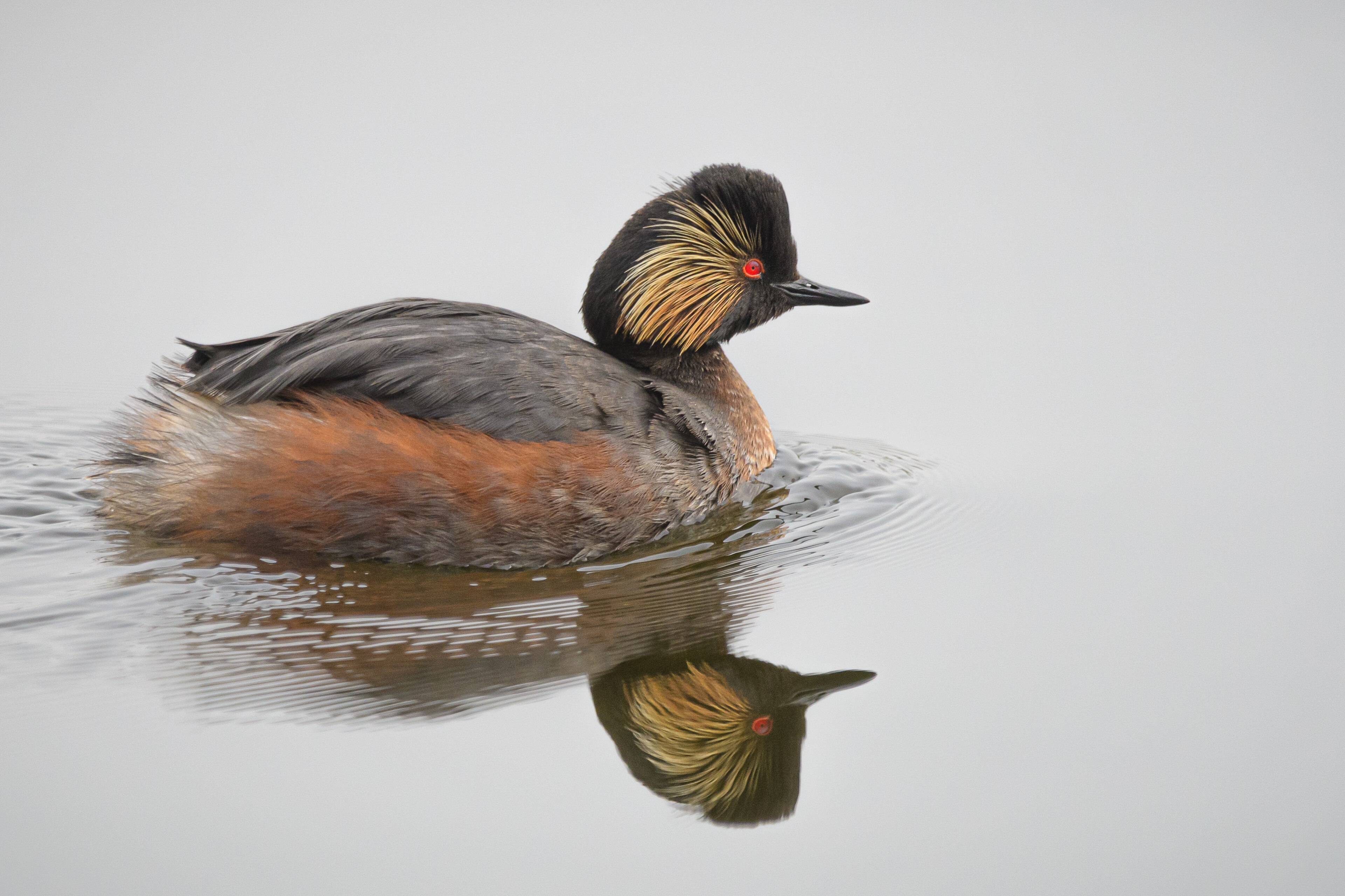 Black-necked Grebe (Podiceps nigricollis)