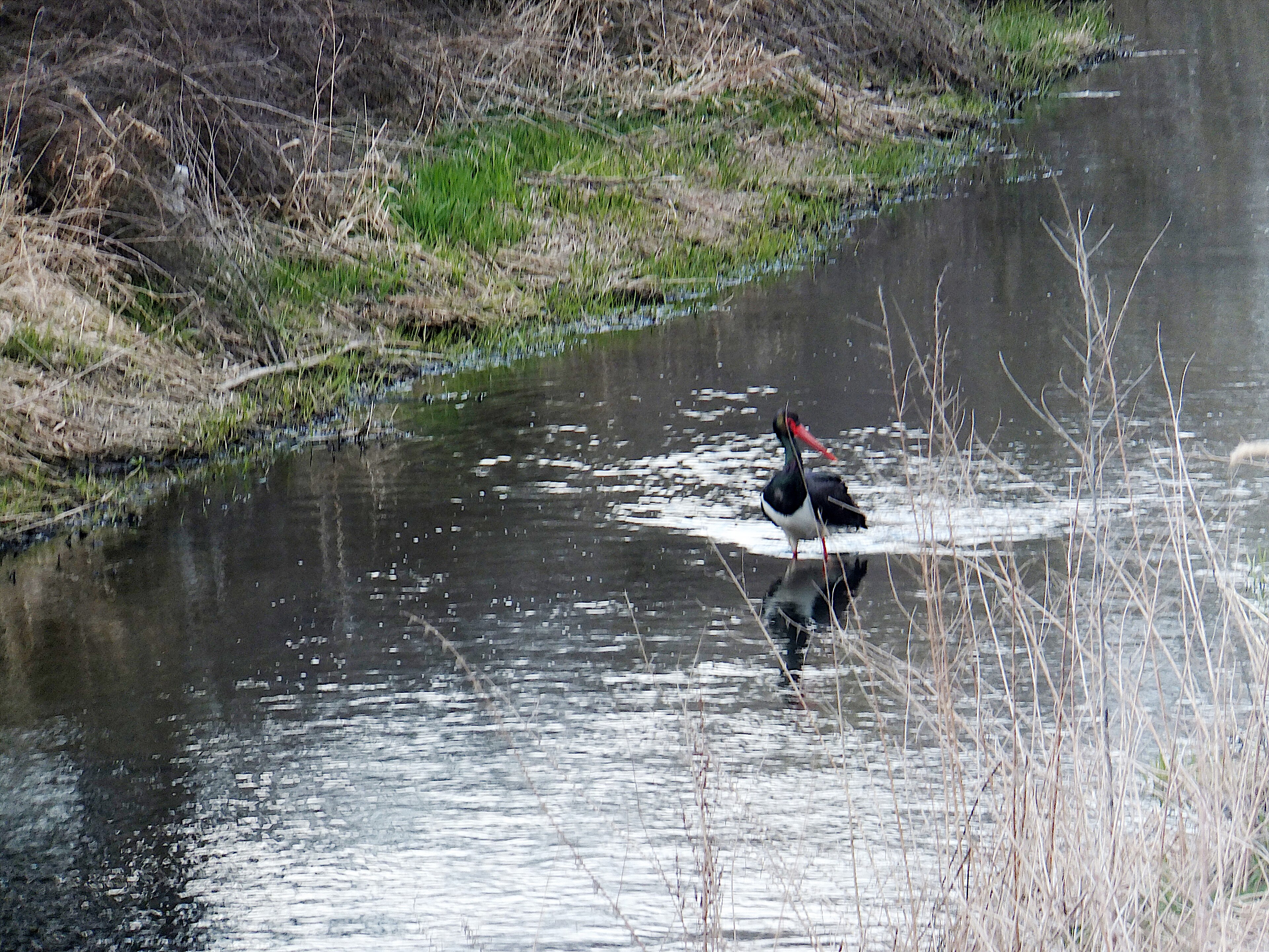 Black Stork (Ciconia nigra)