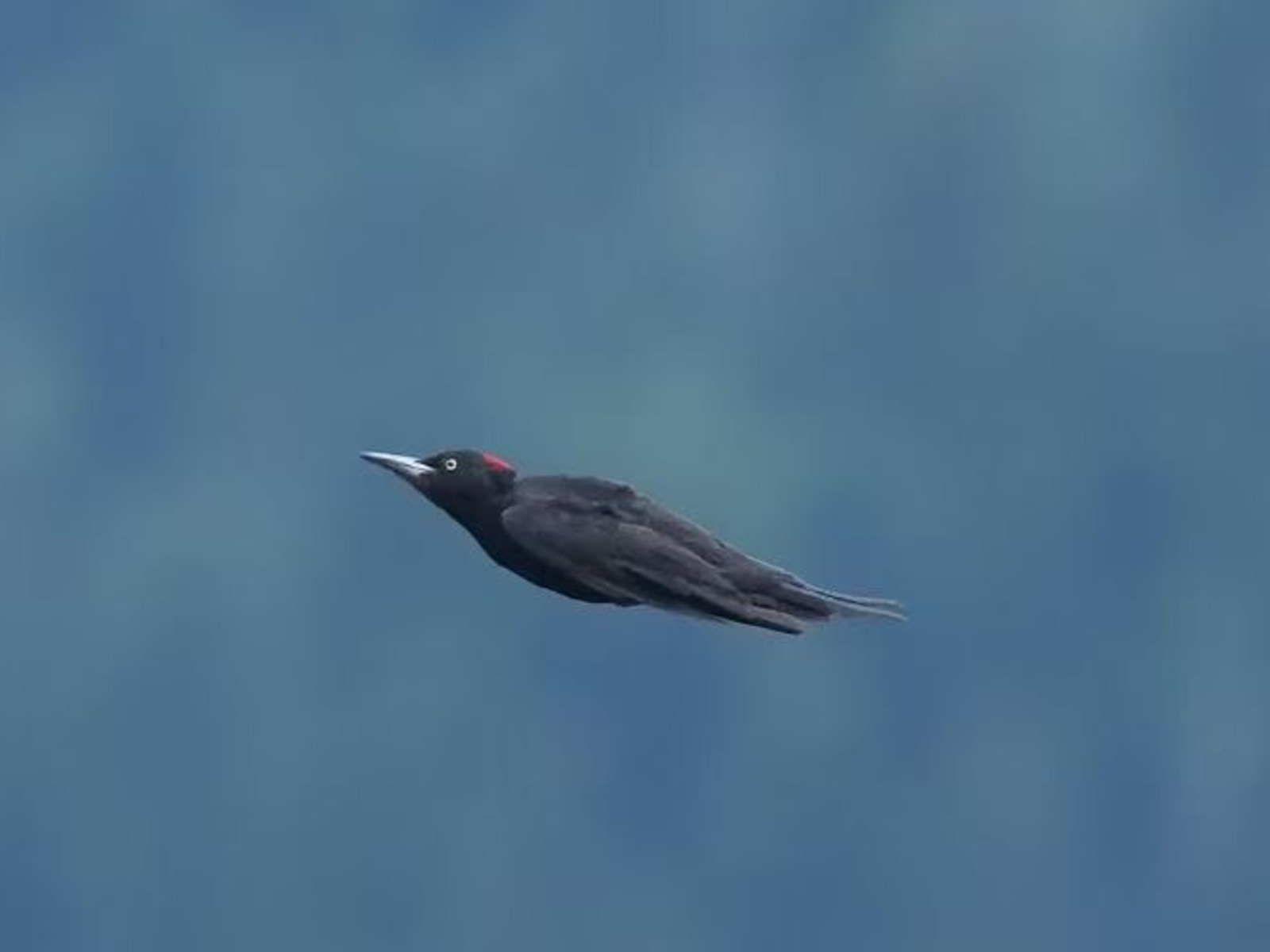 Black Woodpecker (Dryocopus martius)