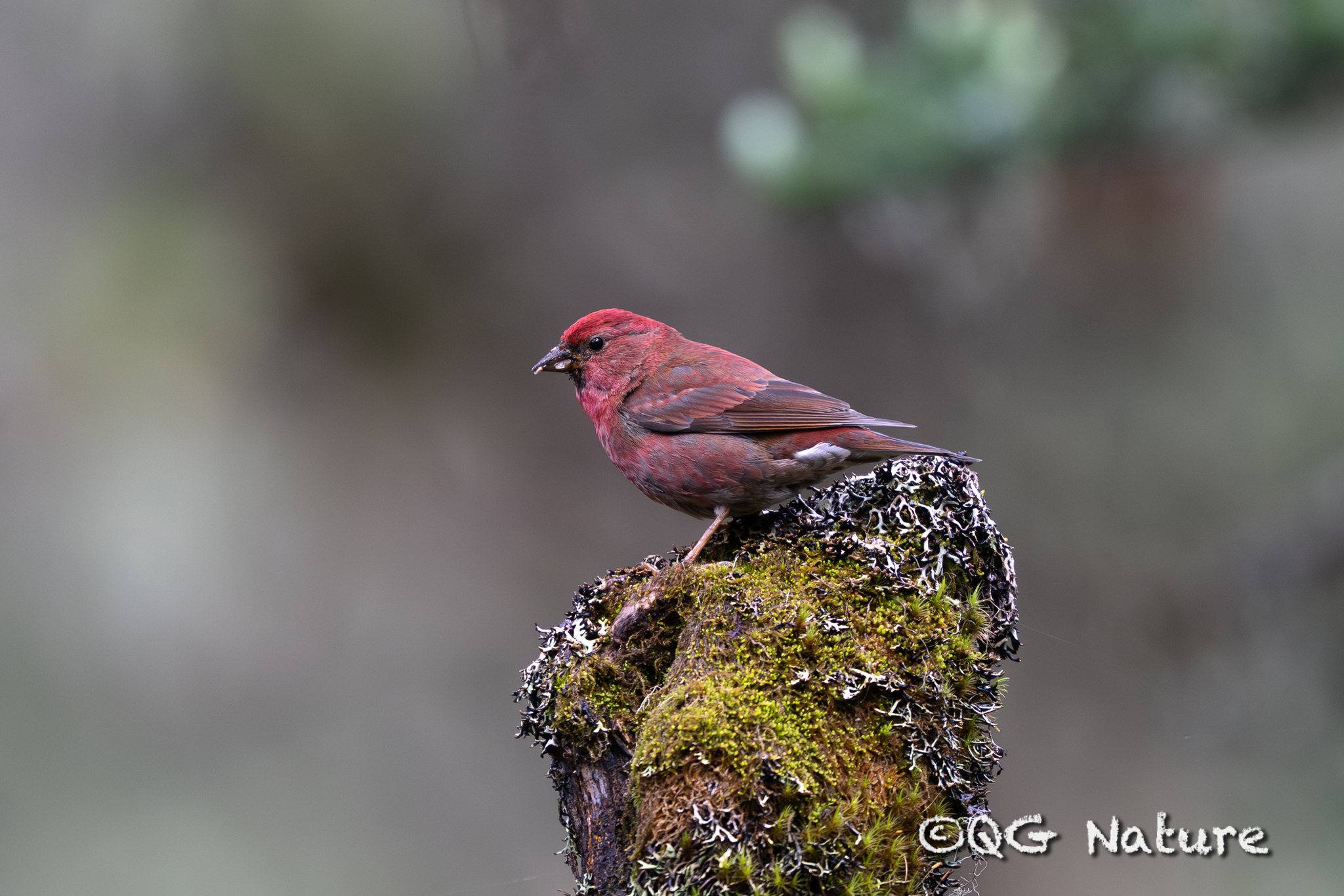 Blanford’s Rosefinch (Carpodacus rubescens)