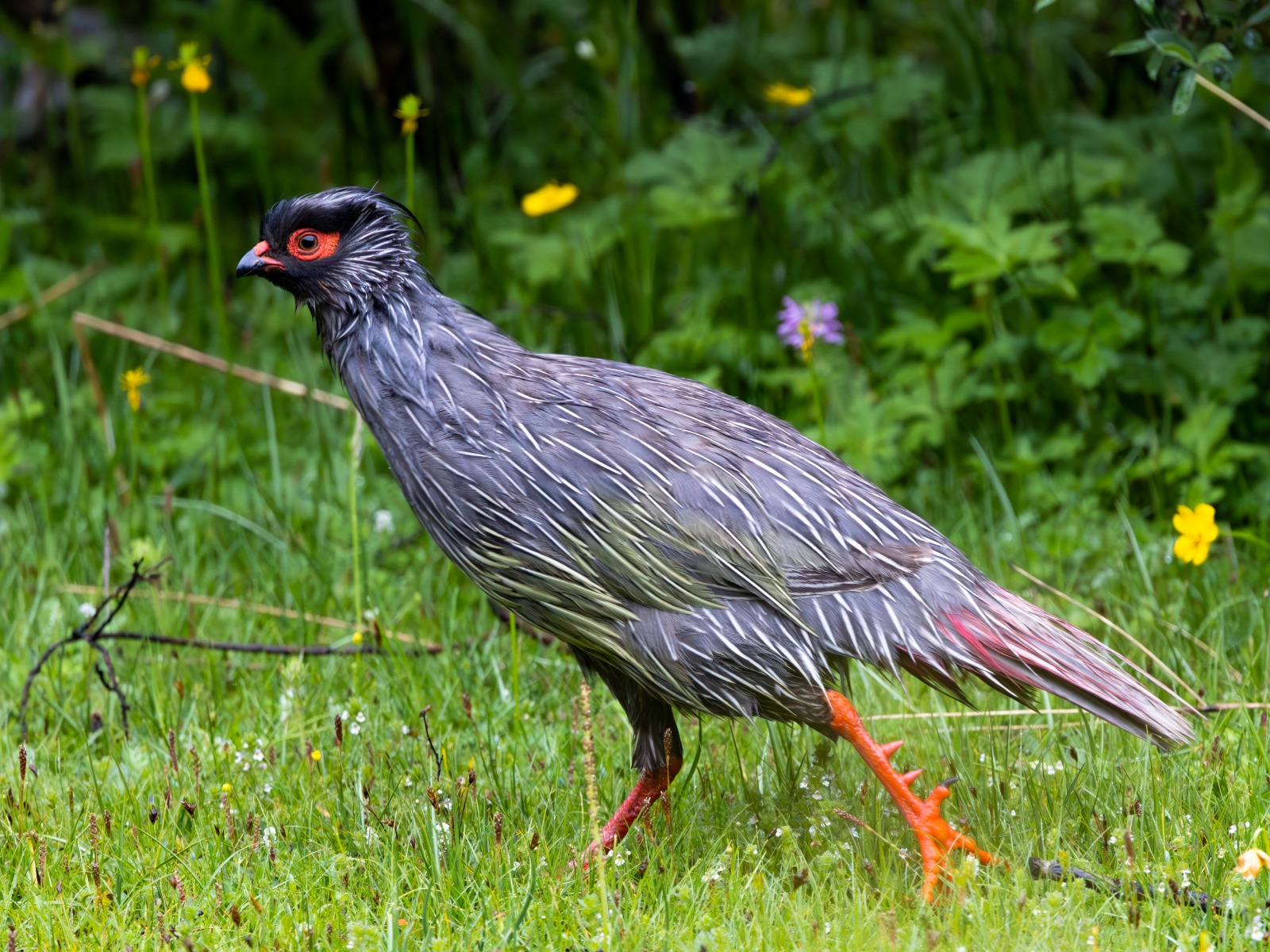 Blood Pheasant (Ithaginis cruentus)