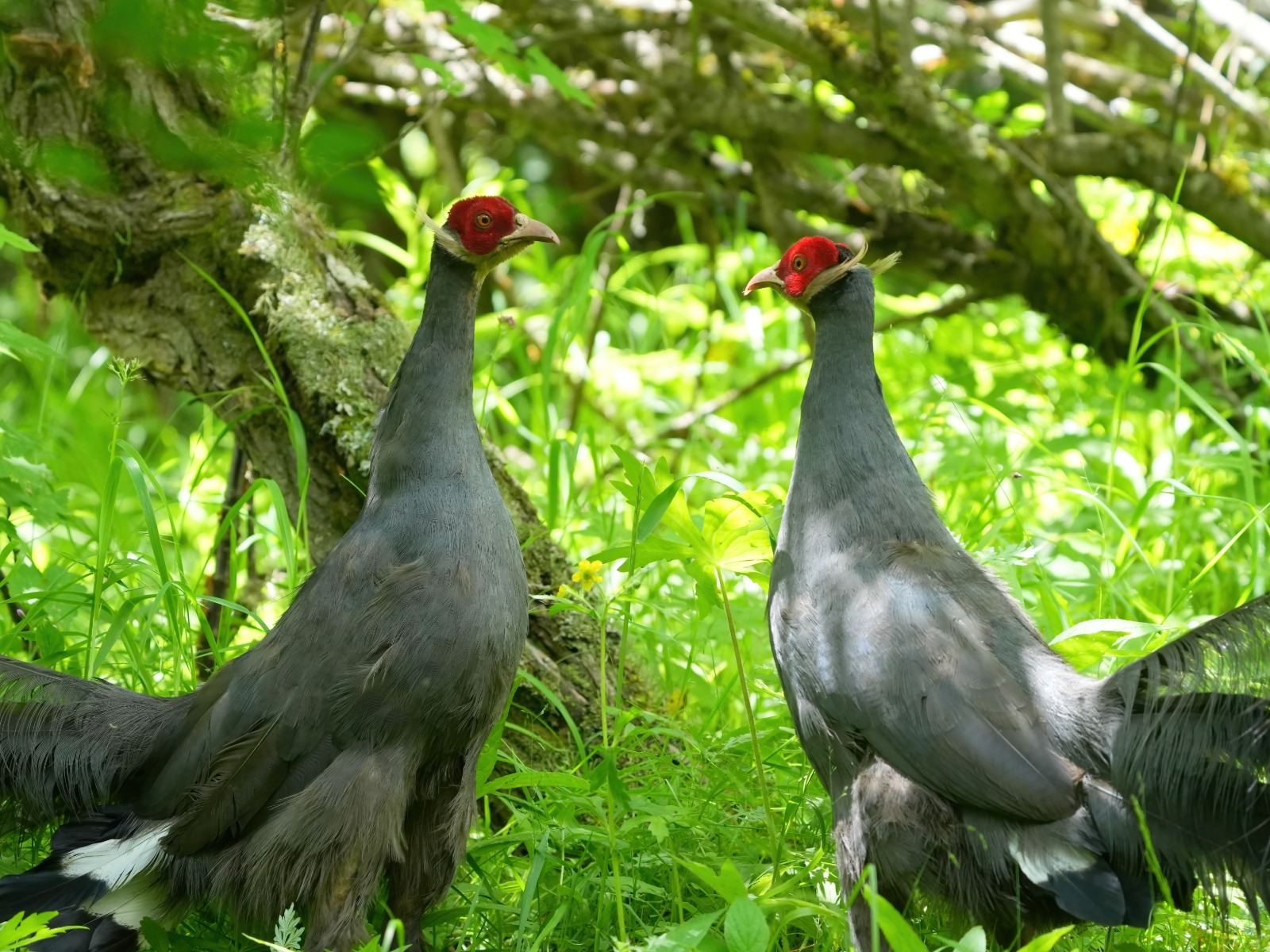 Blue Eared Pheasant (Crossoptilon auritum)