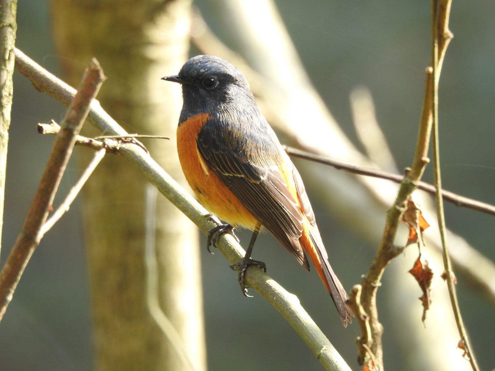 Blue-fronted Redstart (Phoenicurus frontalis)