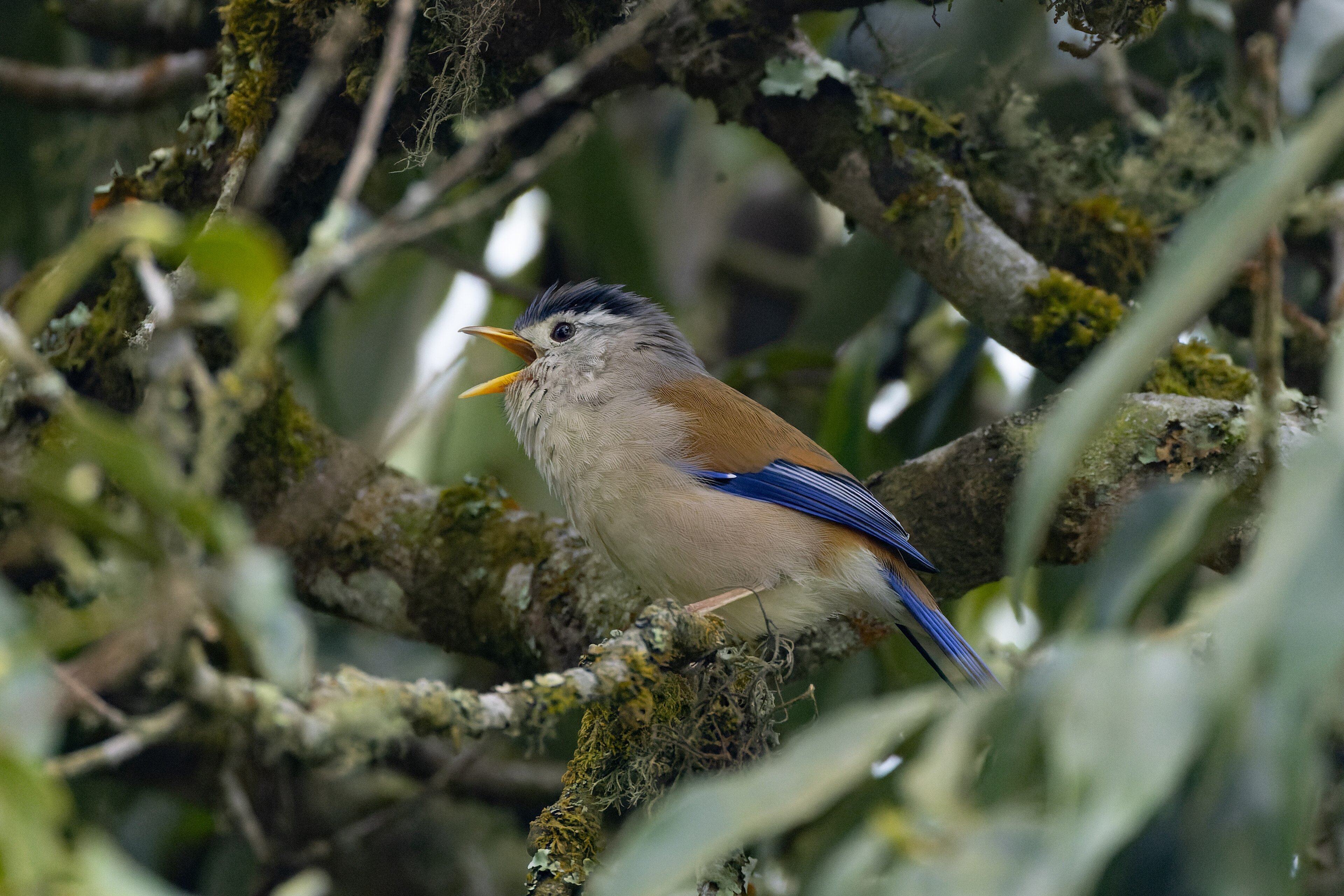 Blue-winged Minla (Actinodura cyanouroptera)