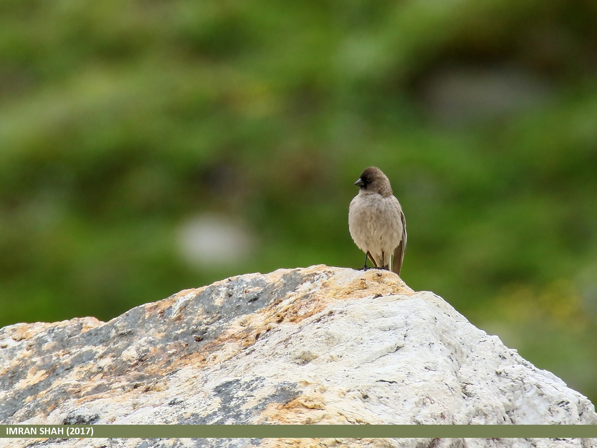 Brandt’s Mountain Finch (Leucosticte brandti)