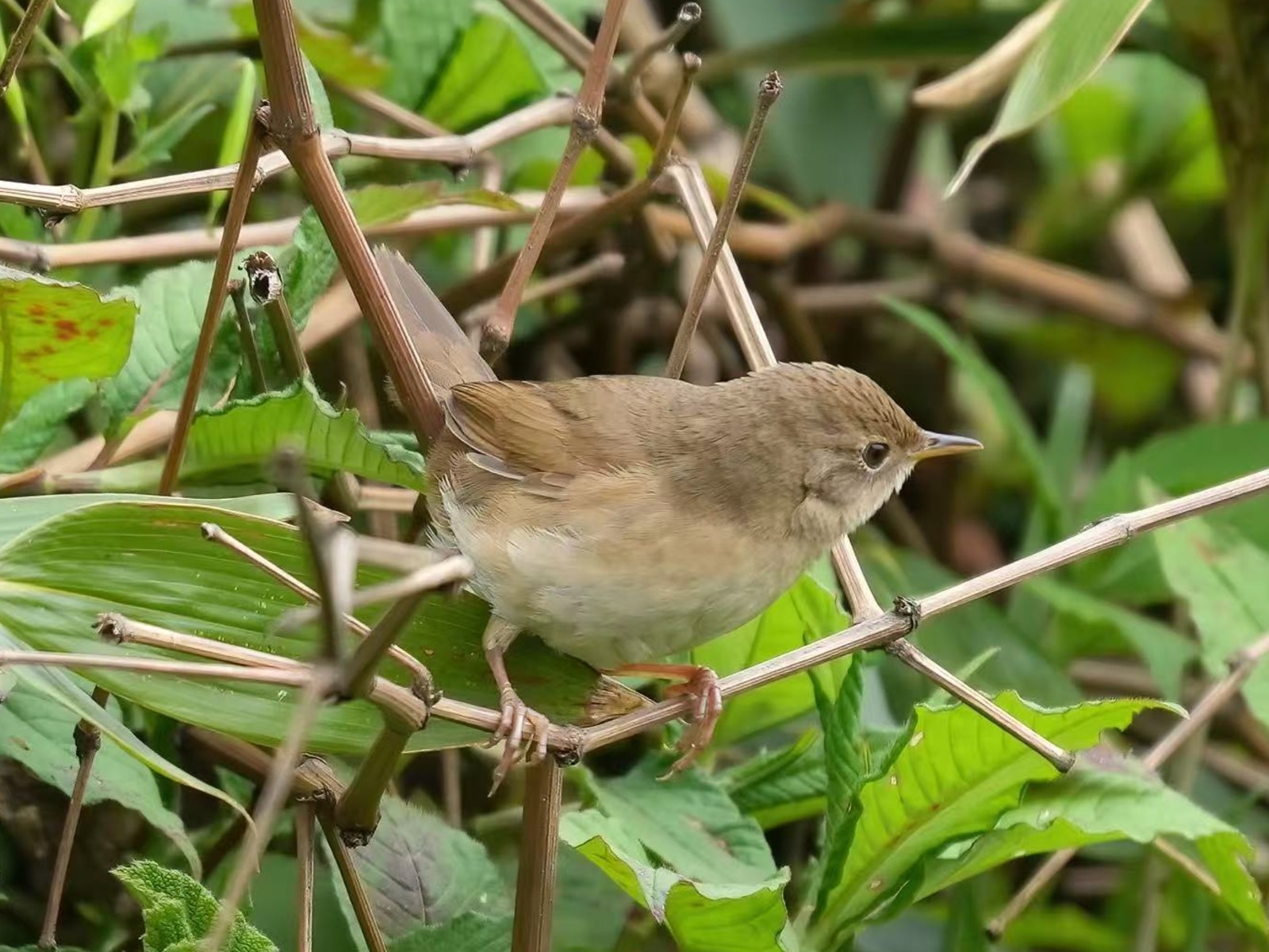 Brown Bush Warbler (Locustella luteoventris)