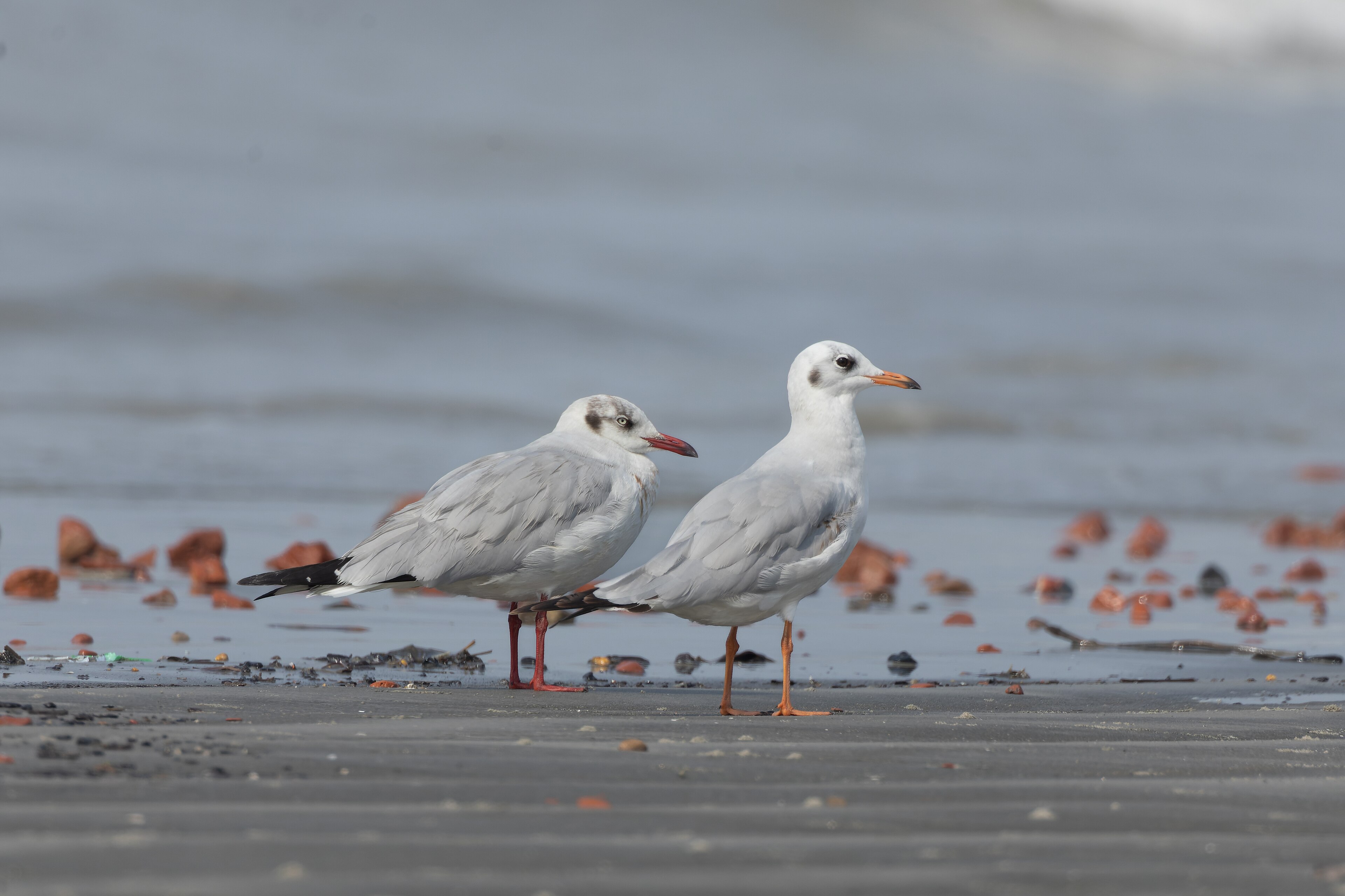 Brown-headed Gull (Chroicocephalus brunnicephalus)