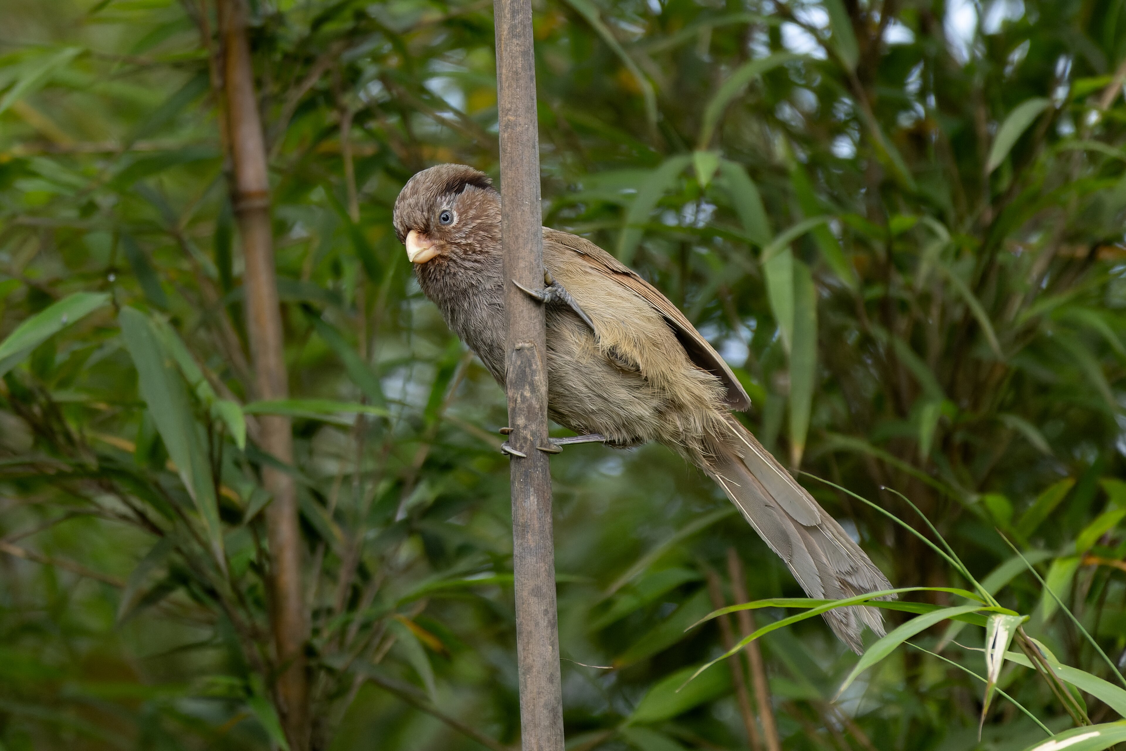 Brown Parrotbill (Cholornis unicolor)