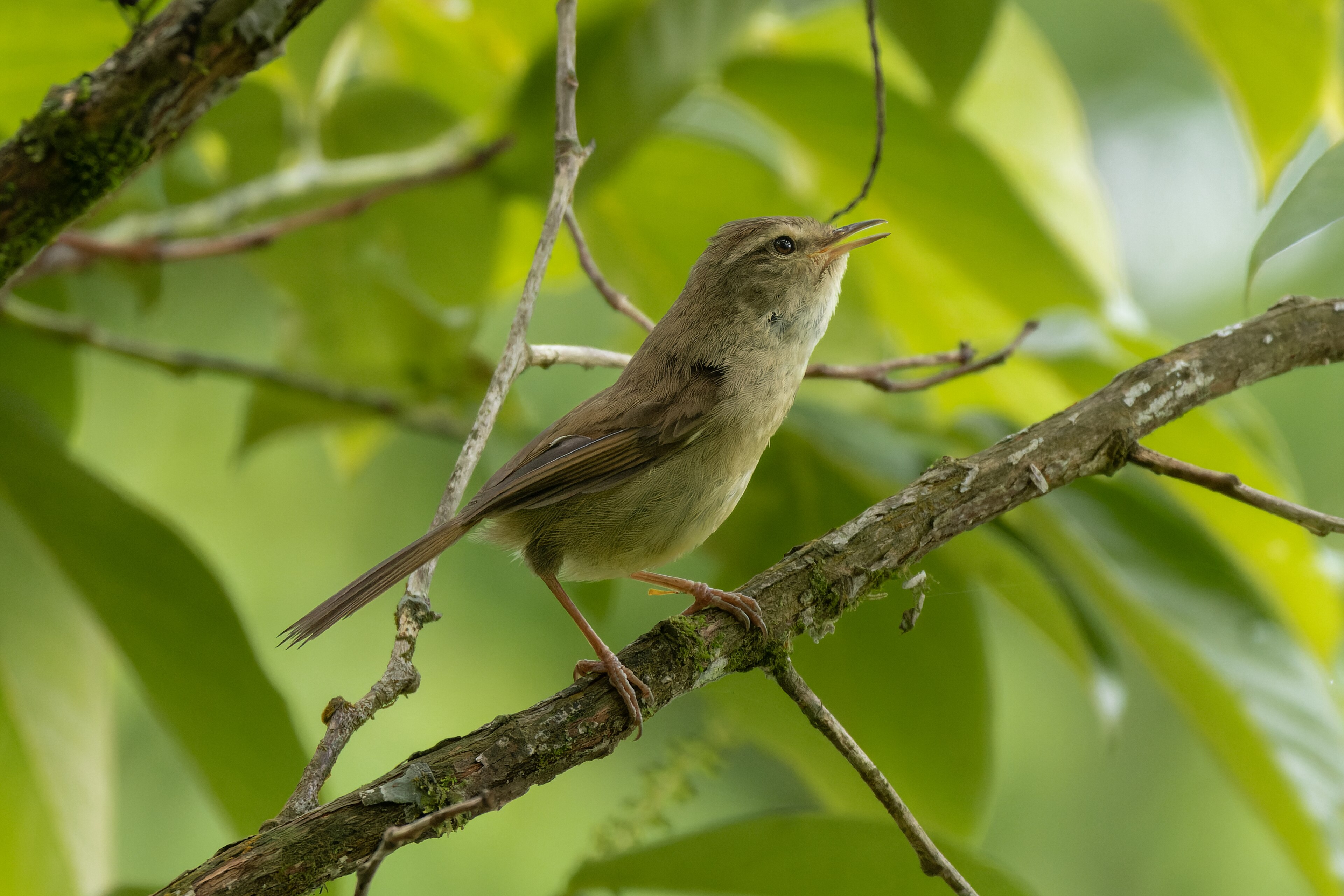 Brownish-flanked Bush Warbler (Horornis fortipes)