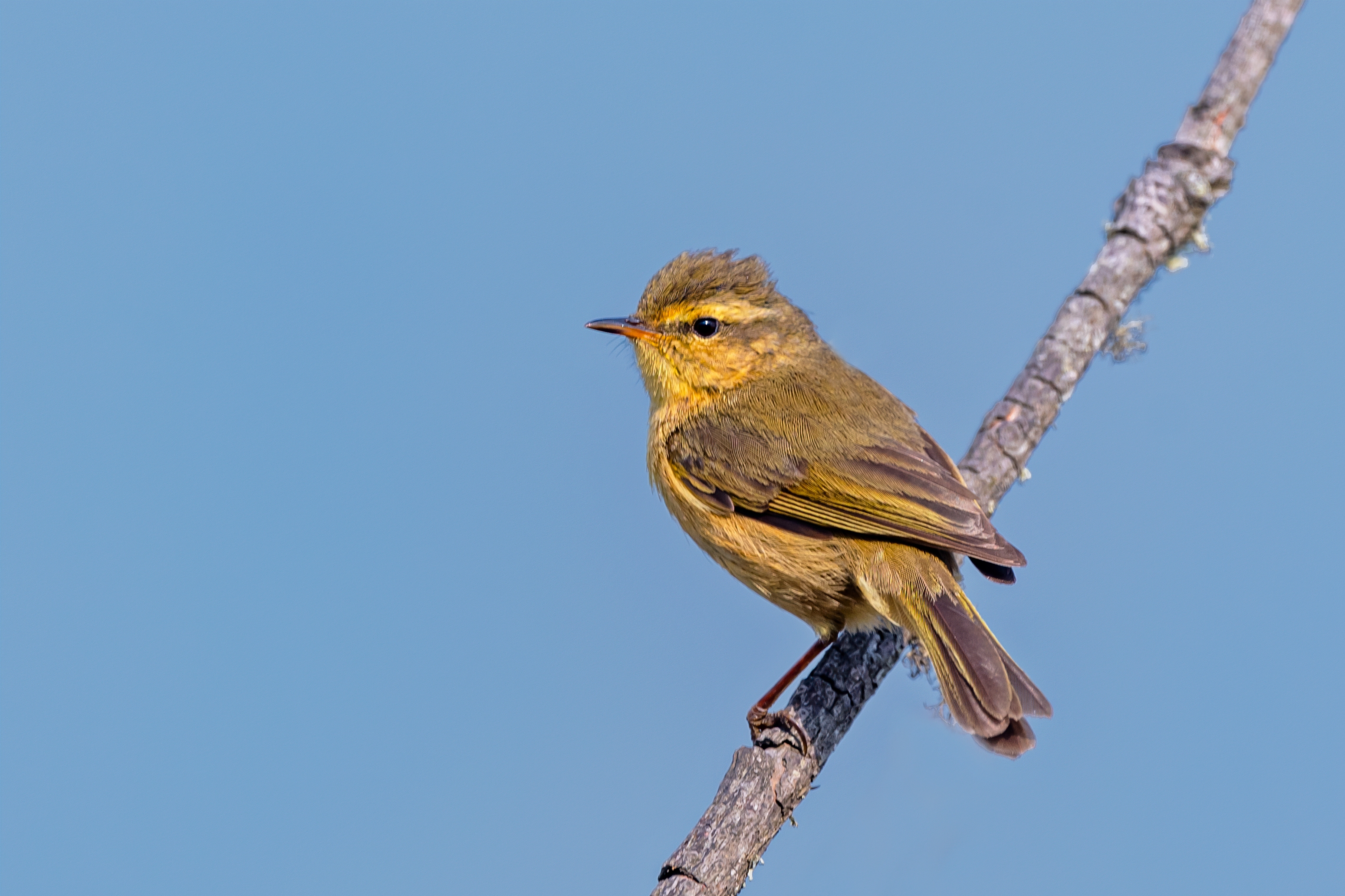Buff-throated Warbler (Phylloscopus subaffinis)
