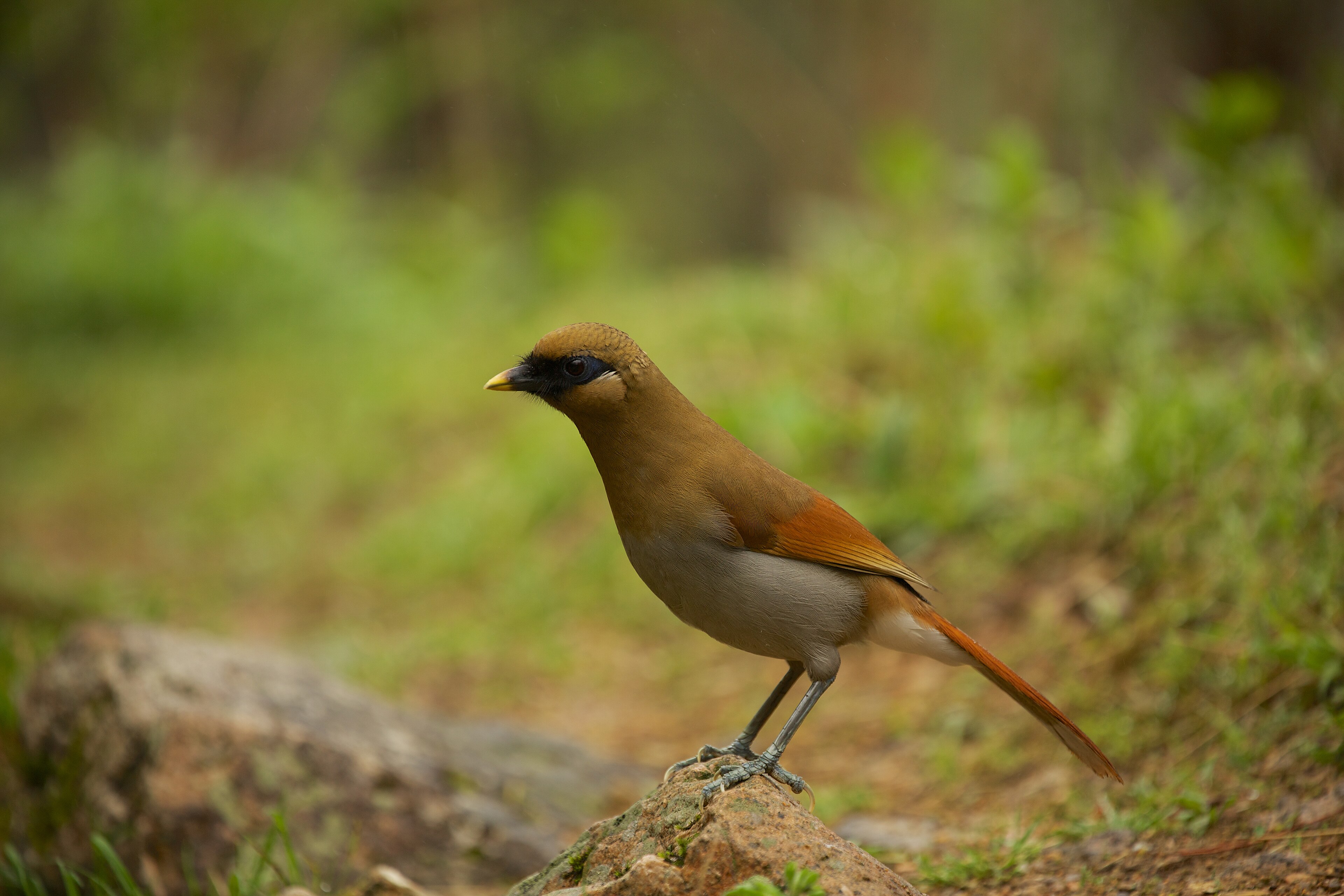Buffy Laughingthrush (Pterorhinus berthemyi)