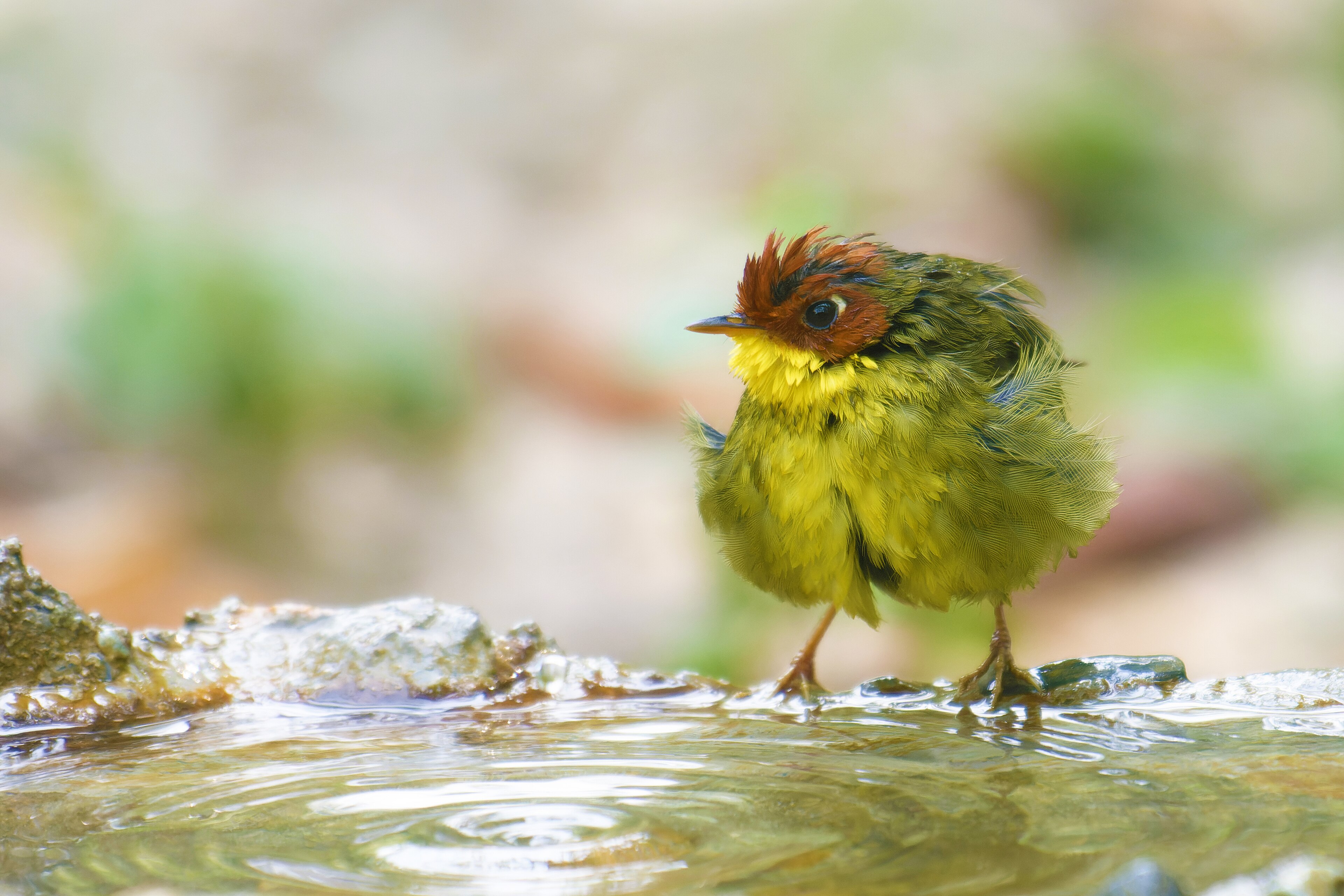 Chestnut-crowned Tesia (Cettia castaneocoronata)