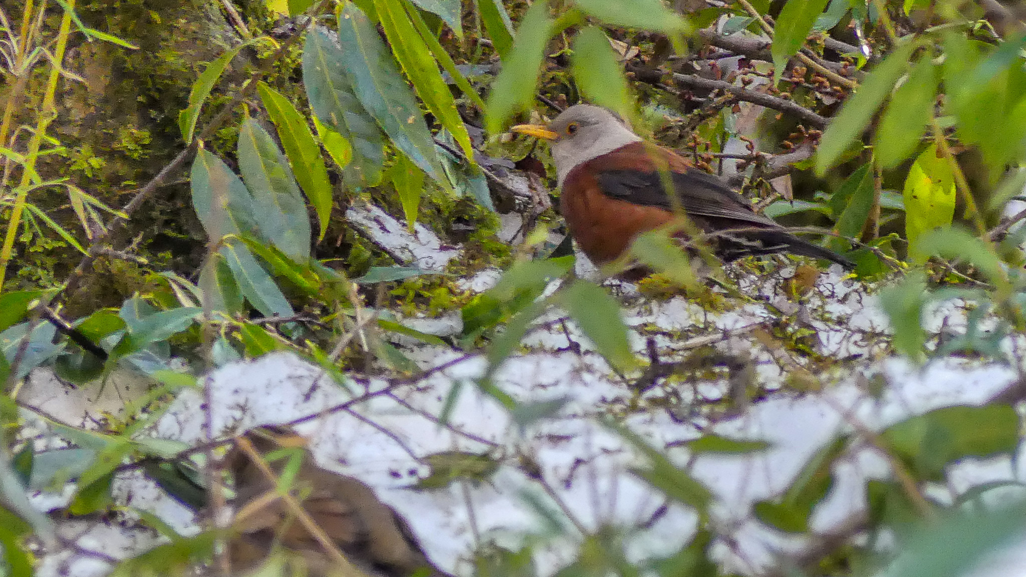 Chestnut Thrush (Turdus rubrocanus)