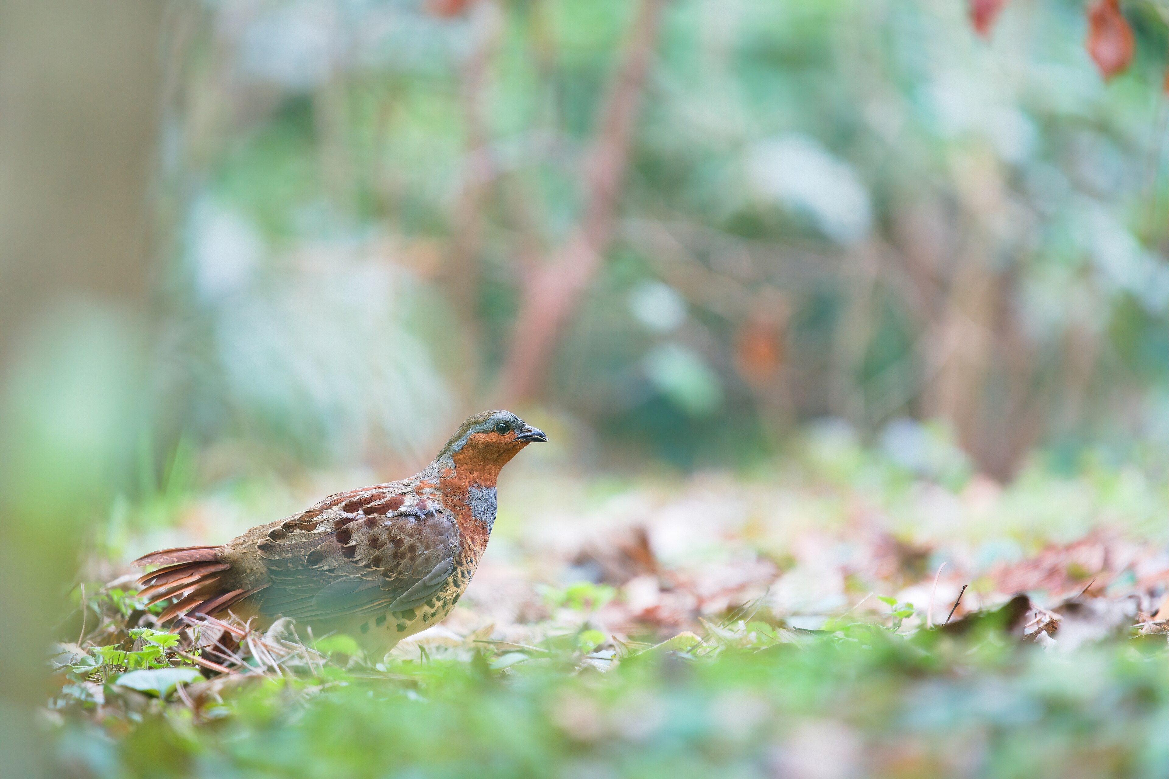 Chinese Bamboo Partridge (Bambusicola thoracicus)