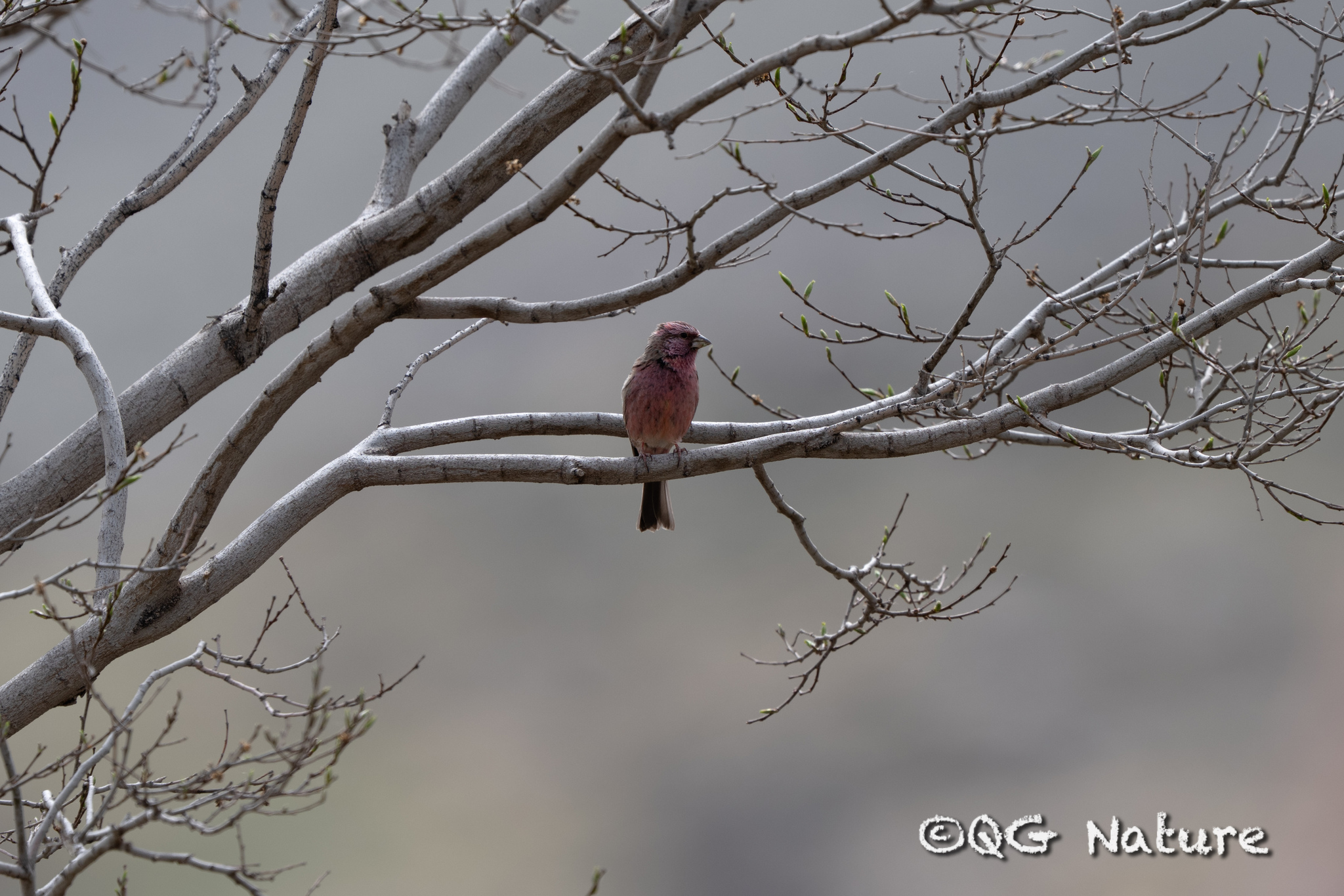 Chinese Beautiful Rosefinch (Carpodacus davidianus)