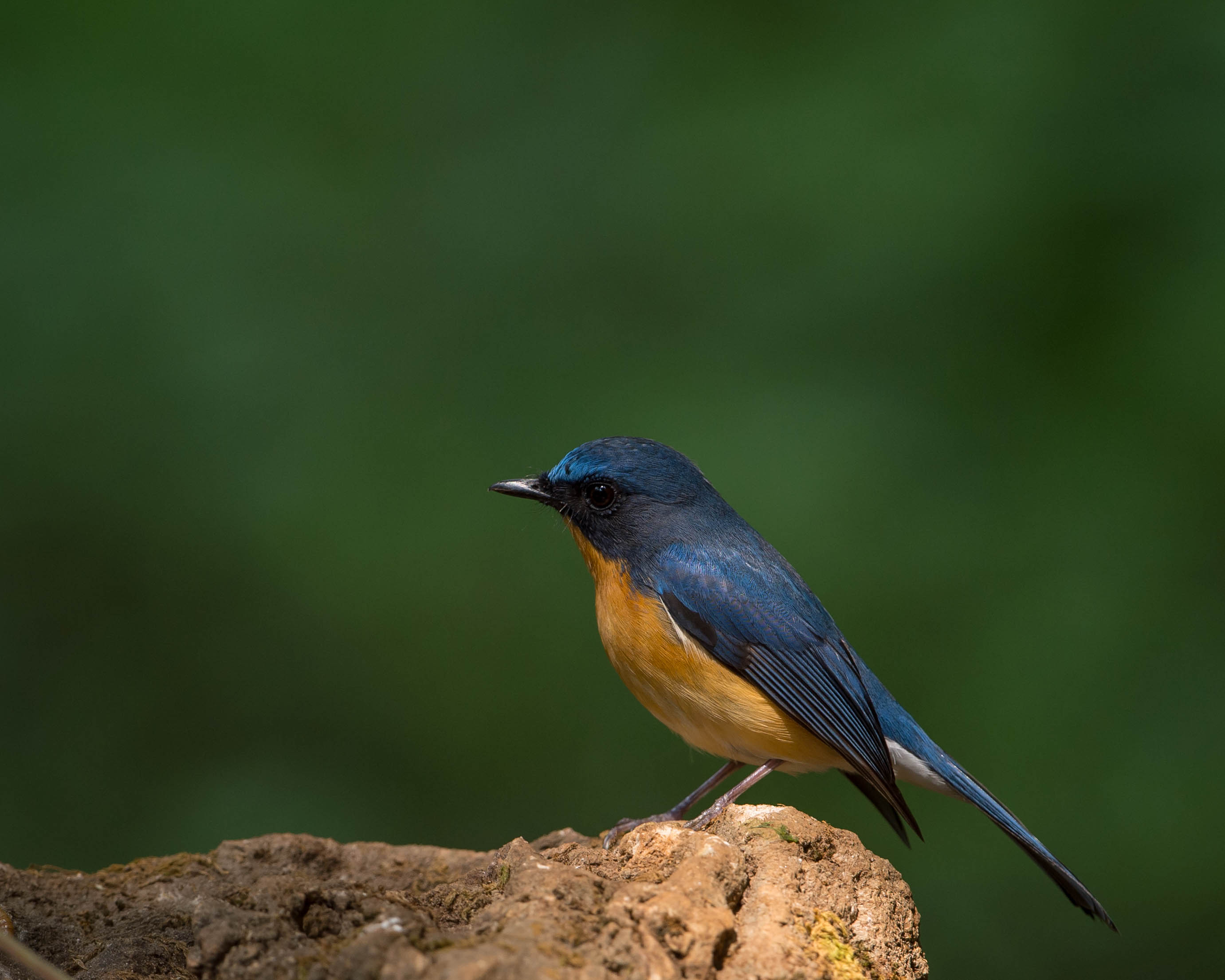 Chinese Blue Flycatcher (Cyornis glaucicomans)