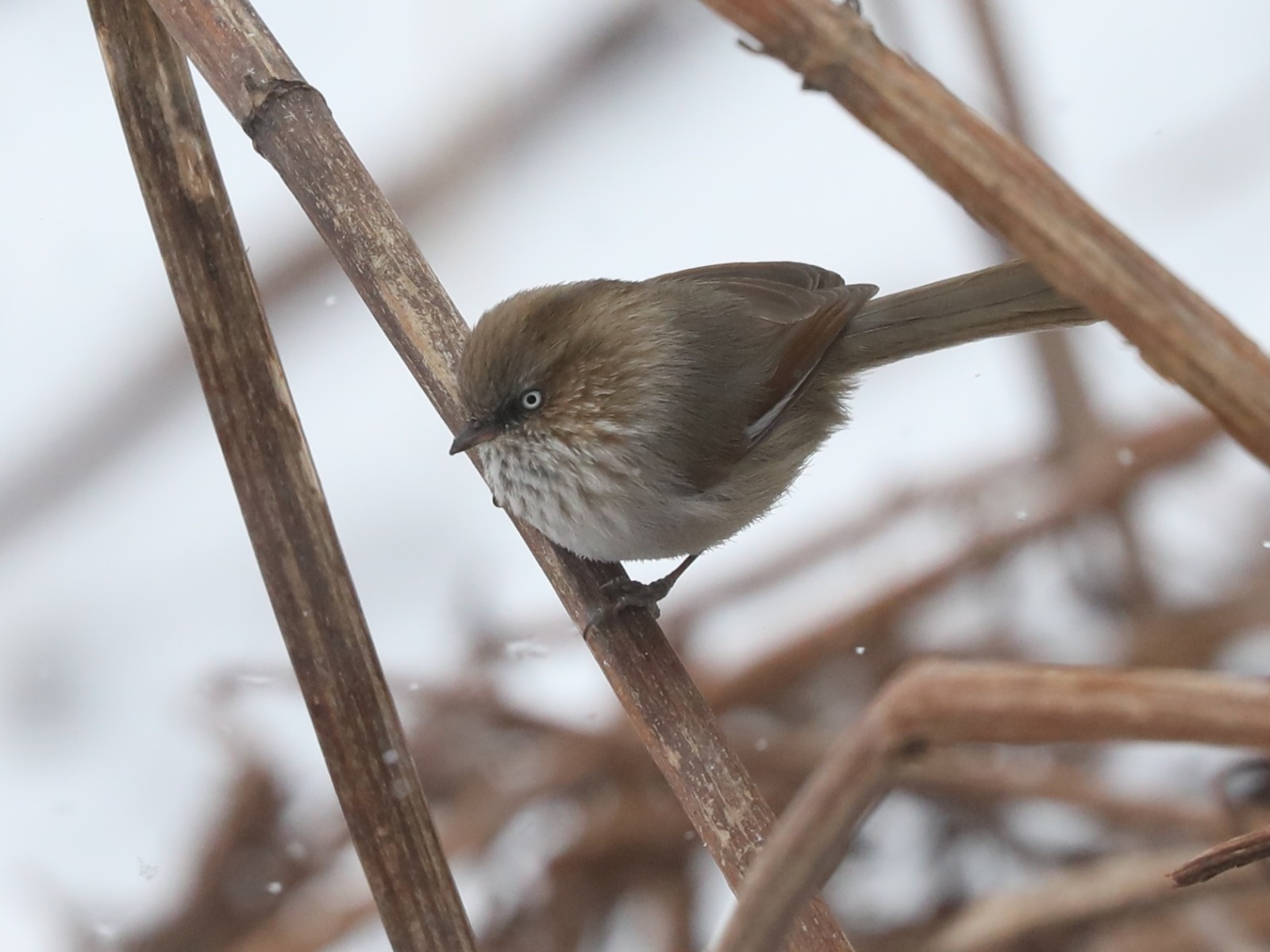 Chinese Fulvetta (Fulvetta striaticollis)