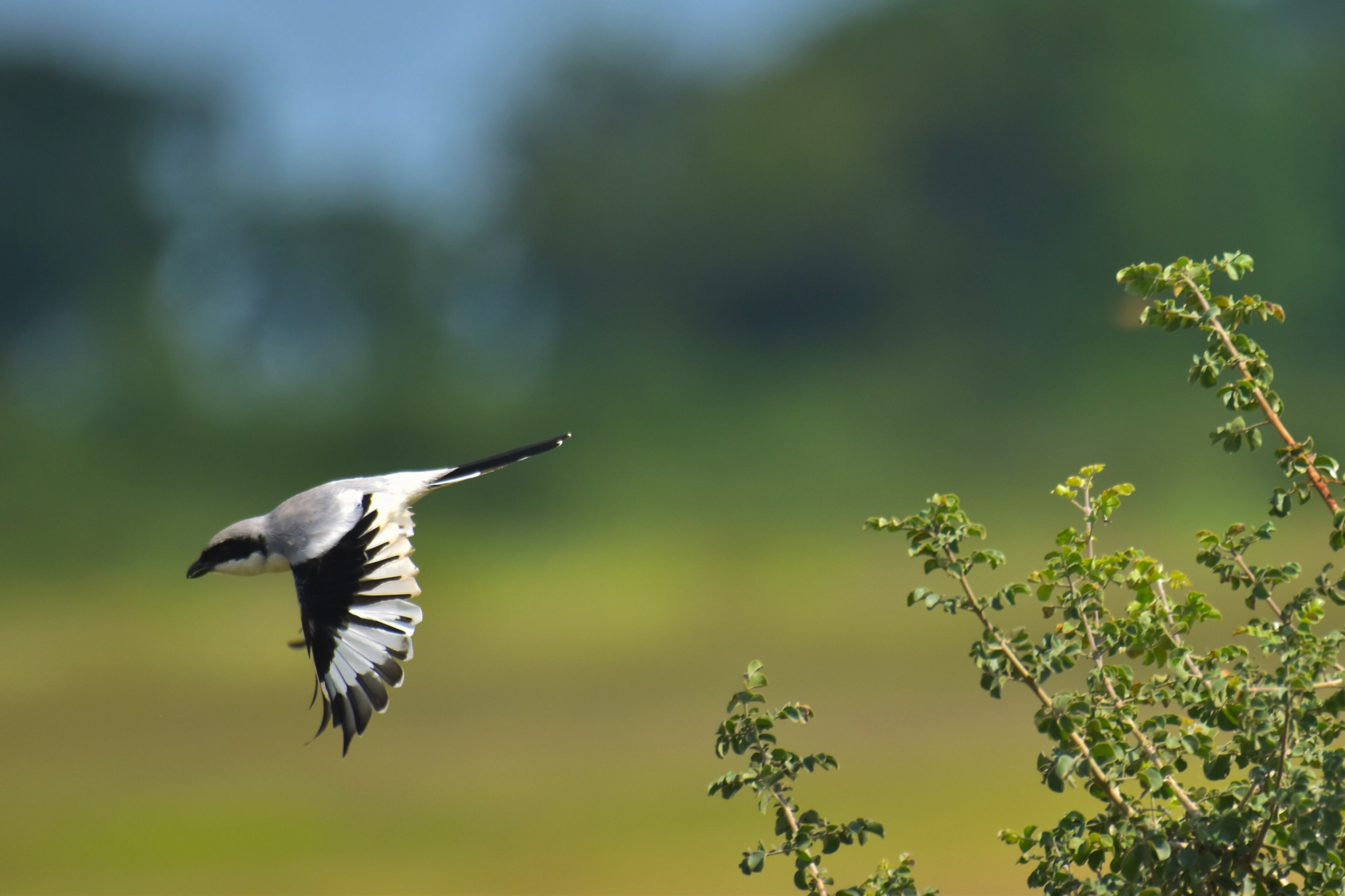Chinese Grey Shrike (Lanius sphenocercus)