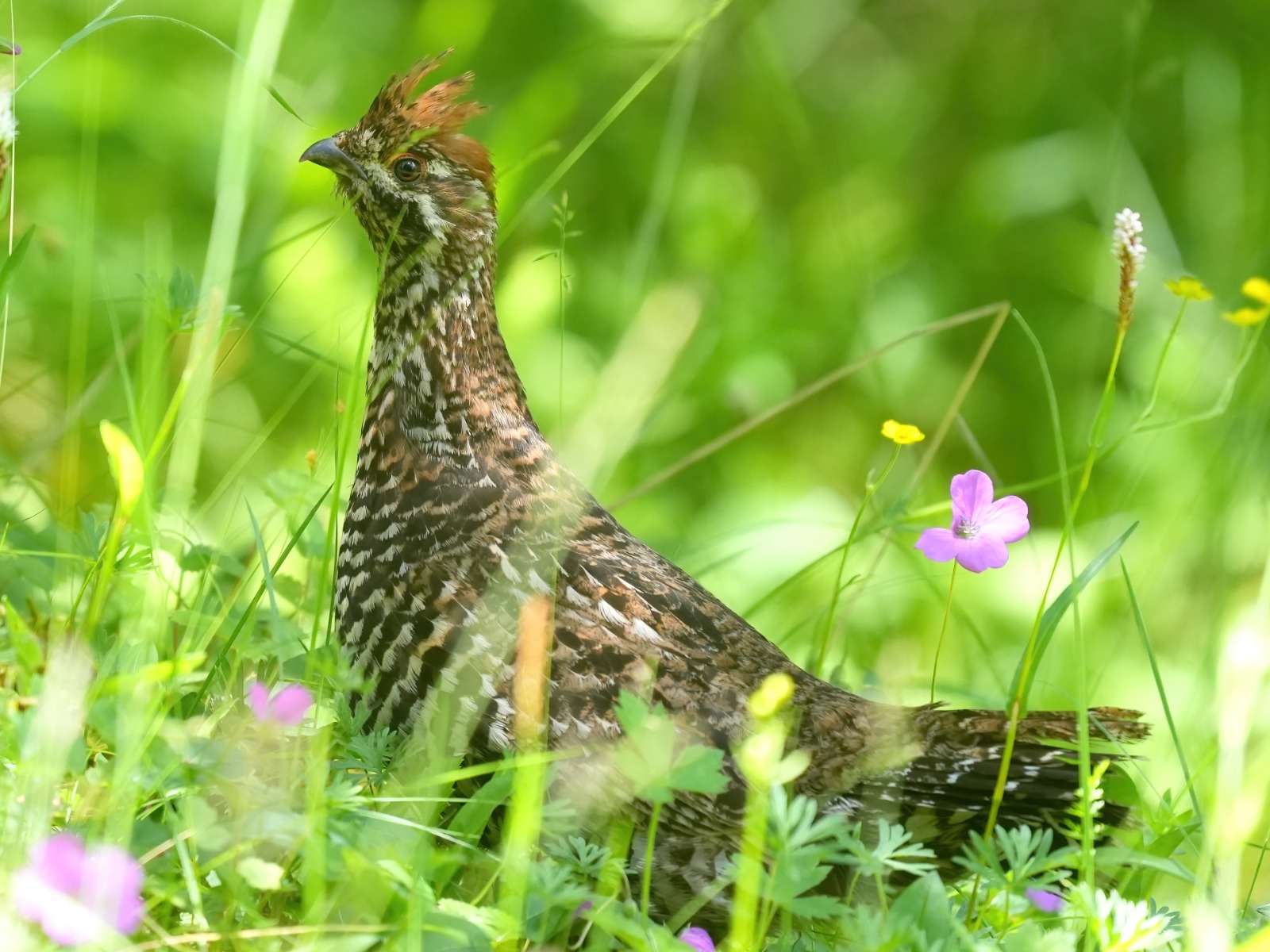 Chinese Grouse (Tetrastes sewerzowi)