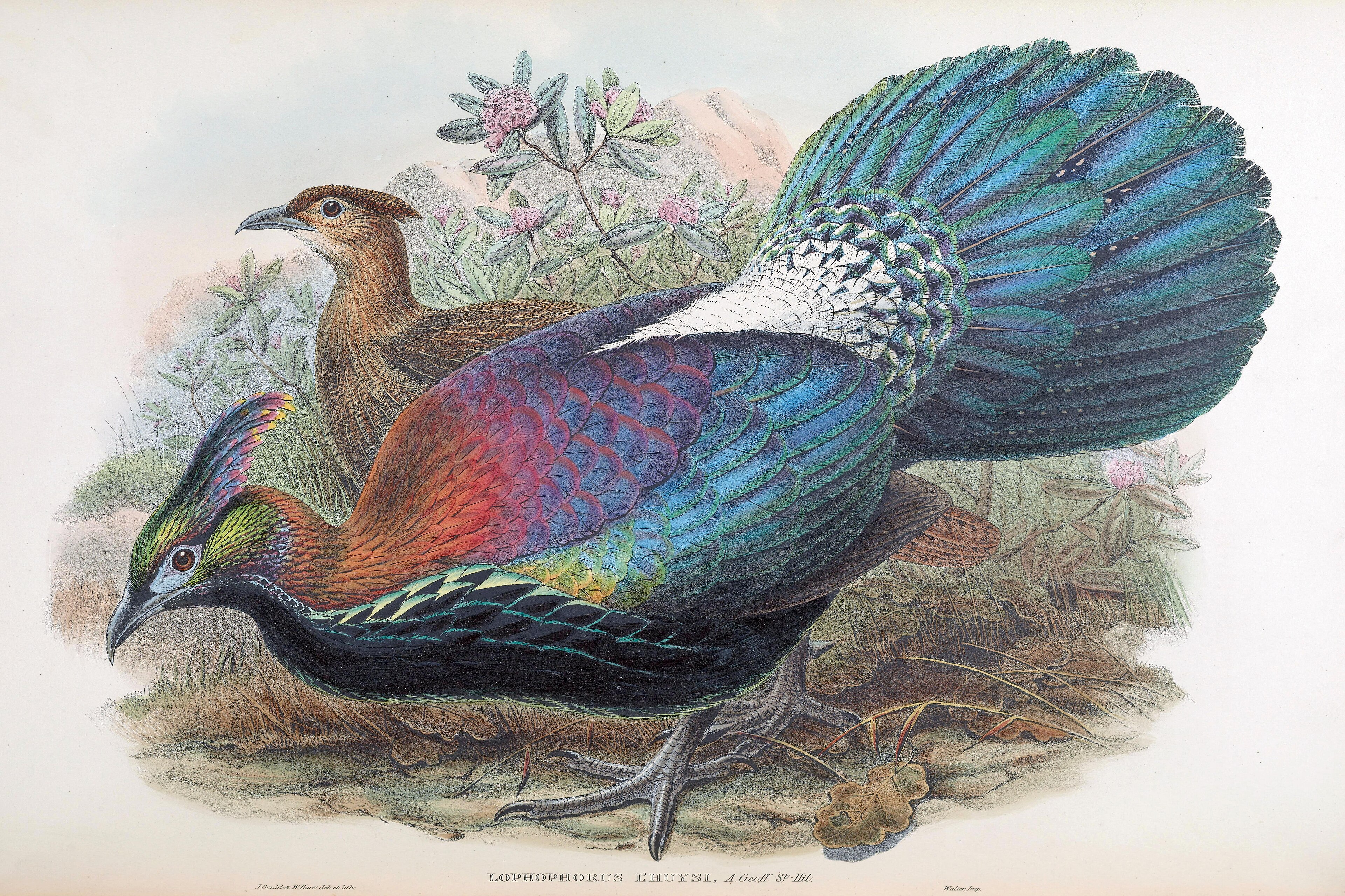 Chinese Monal (Lophophorus lhuysii)