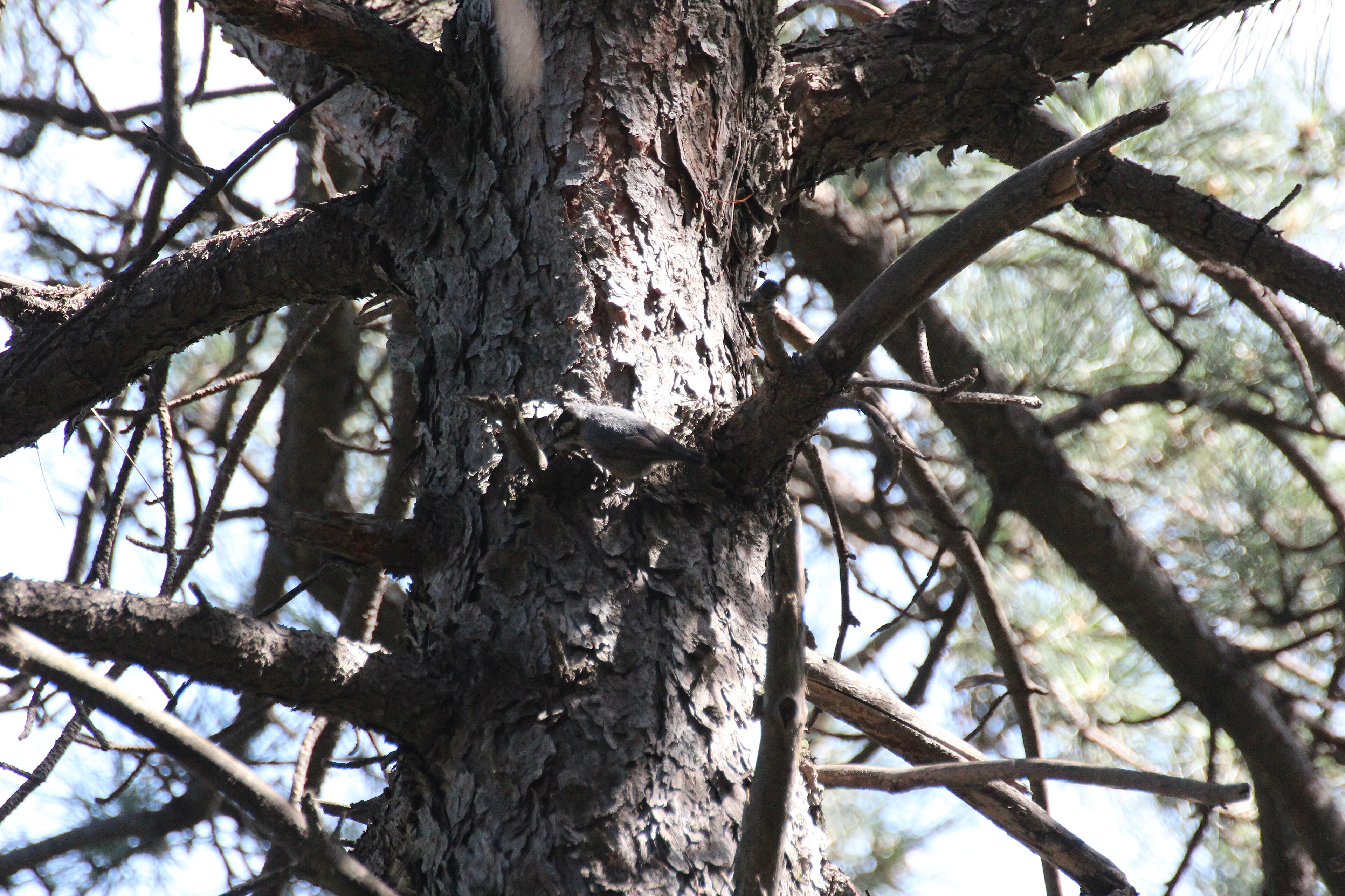 Chinese Nuthatch (Sitta villosa)