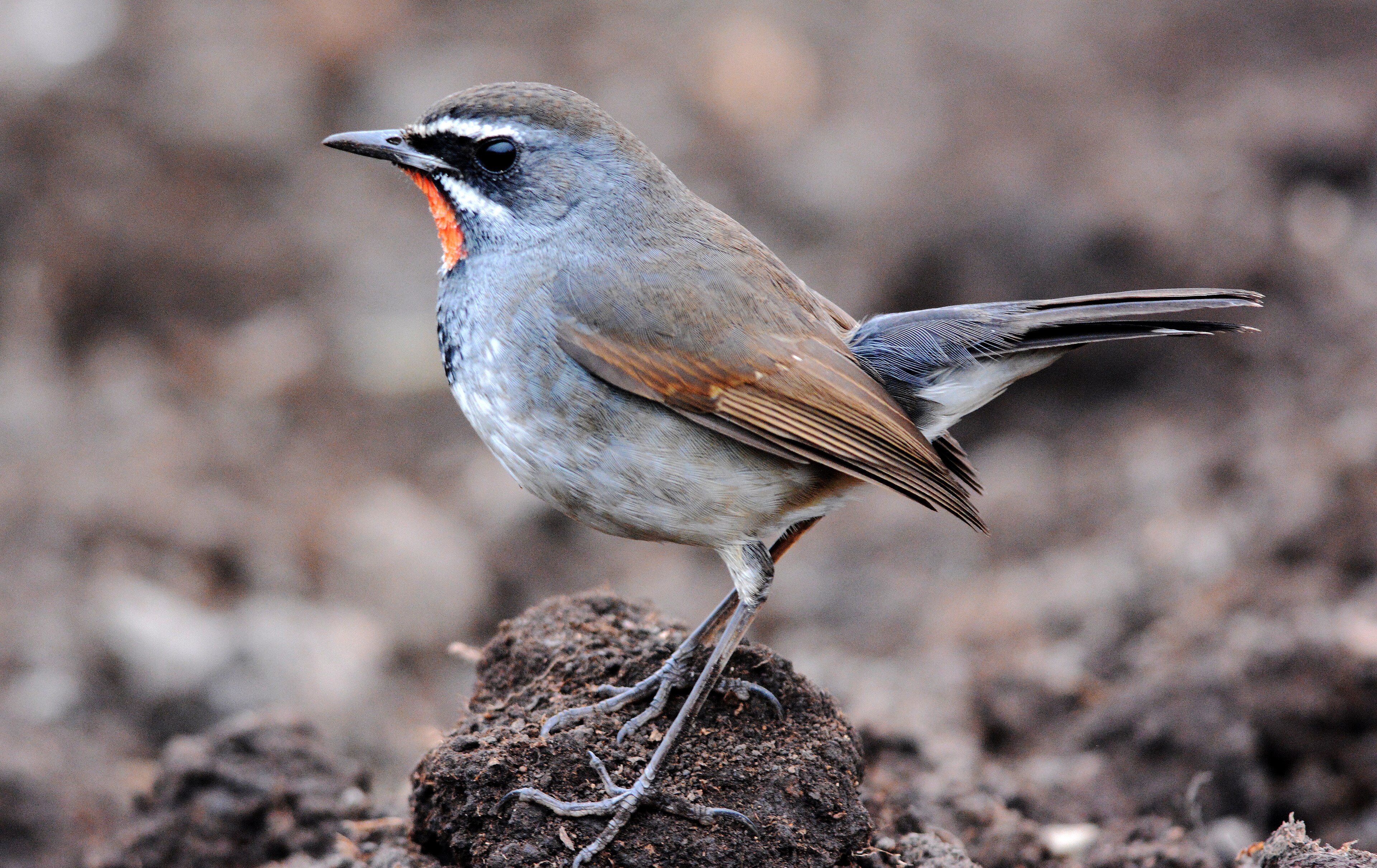 Chinese Rubythroat (Calliope tschebaiewi)