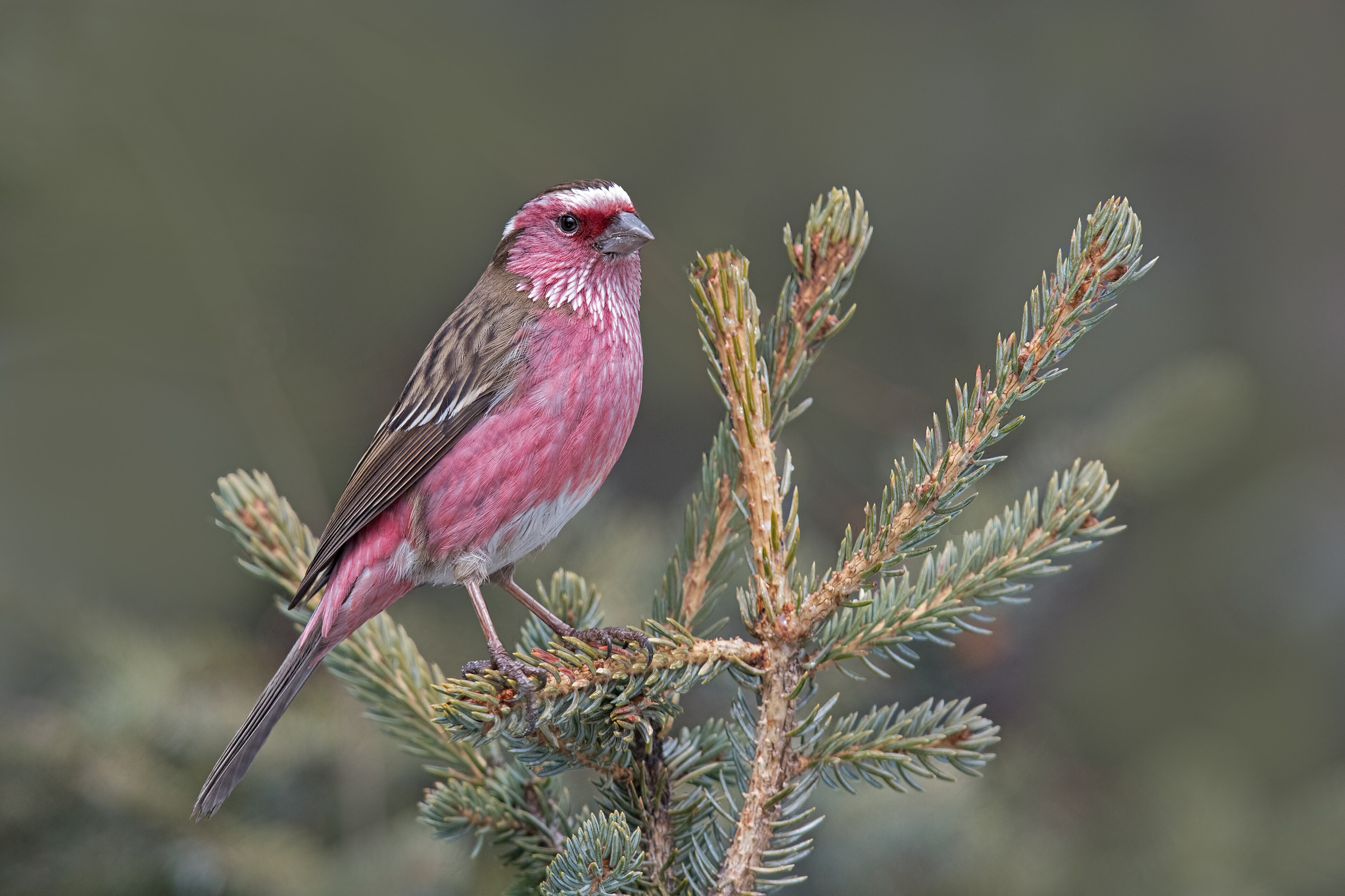 Chinese White-browed Rosefinch (Carpodacus dubius)