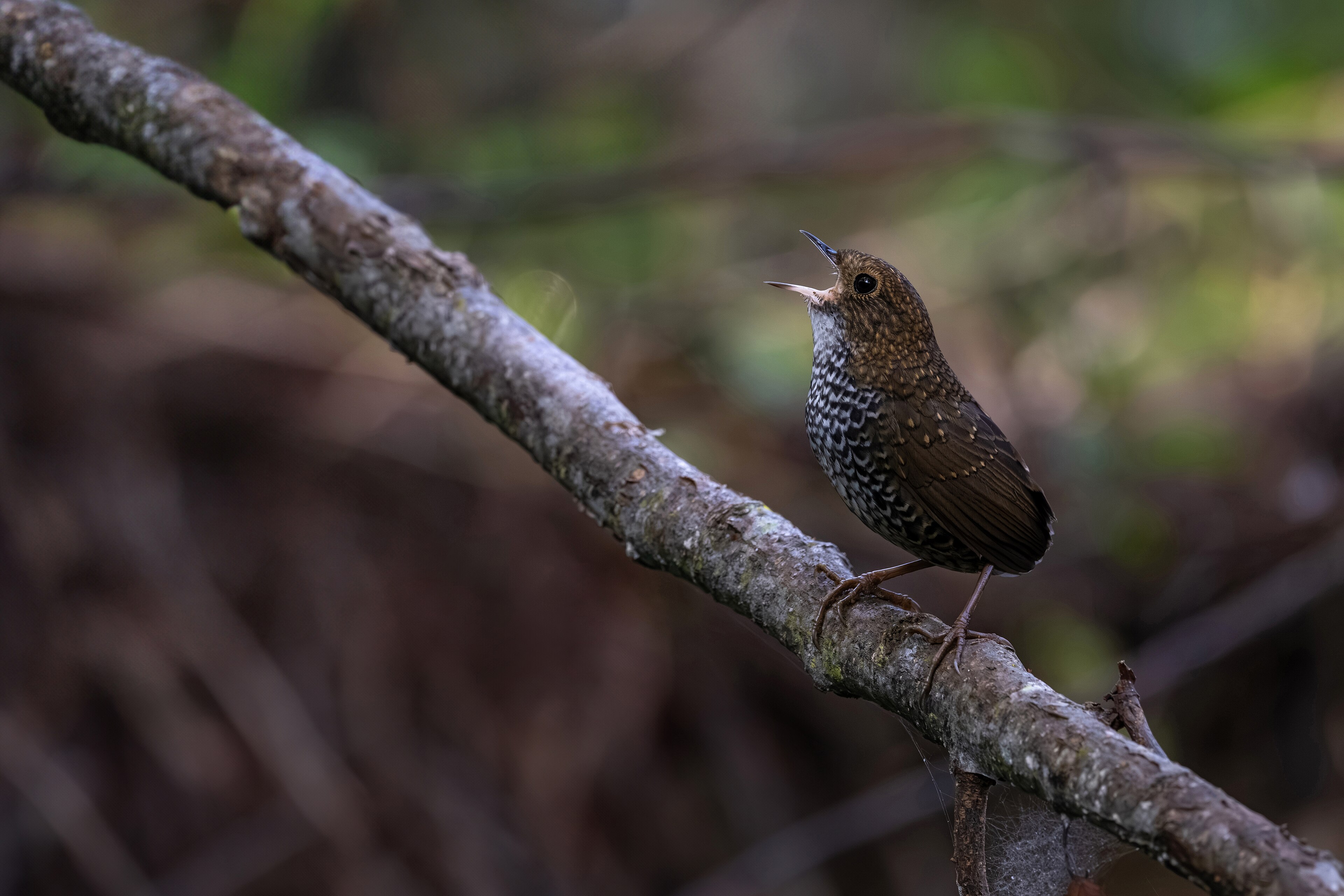 Chinese Wren-babbler (Pnoepyga mutica)
