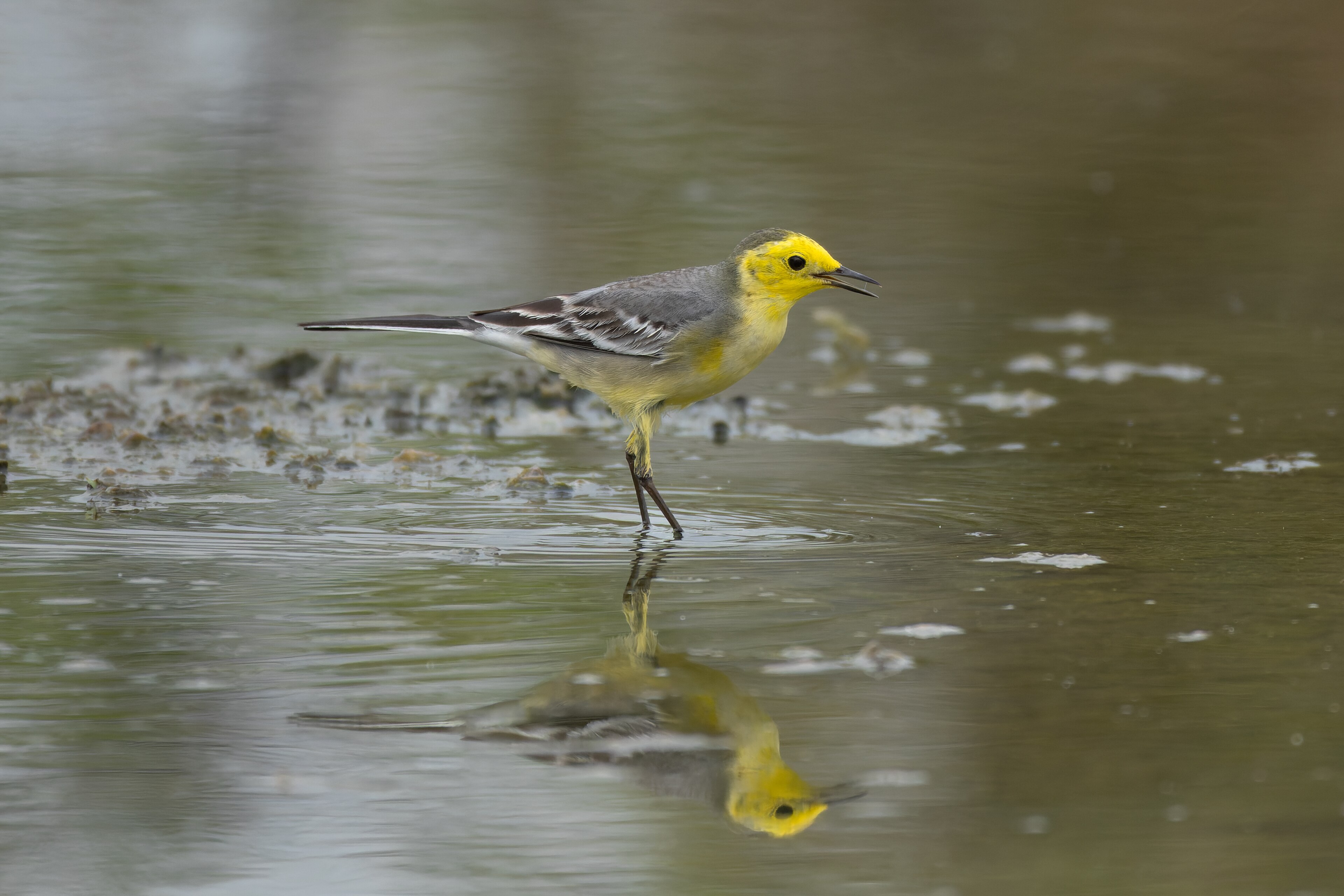 Citrine Wagtail (Motacilla citreola)