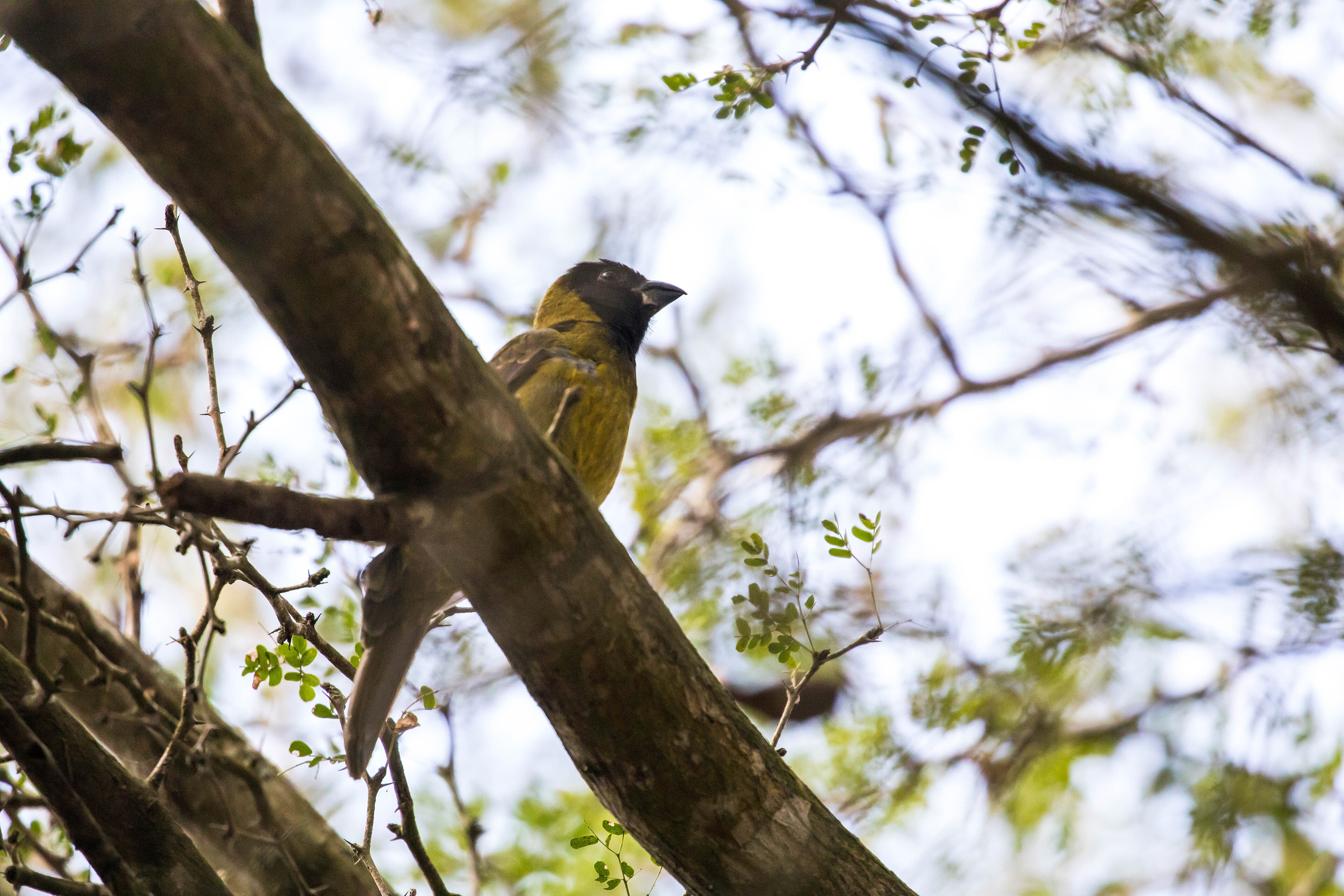 Collared Grosbeak (Mycerobas affinis)