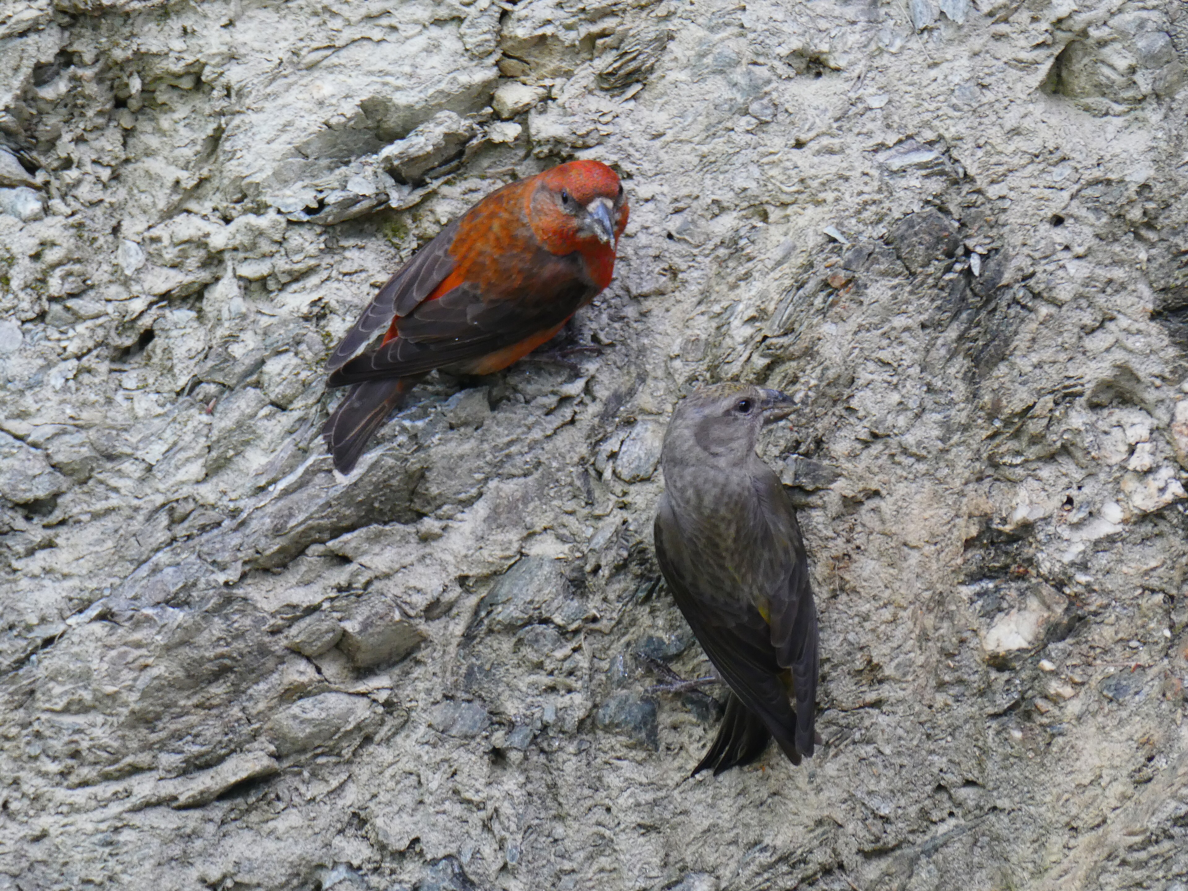 Common Crossbill (Loxia curvirostra)