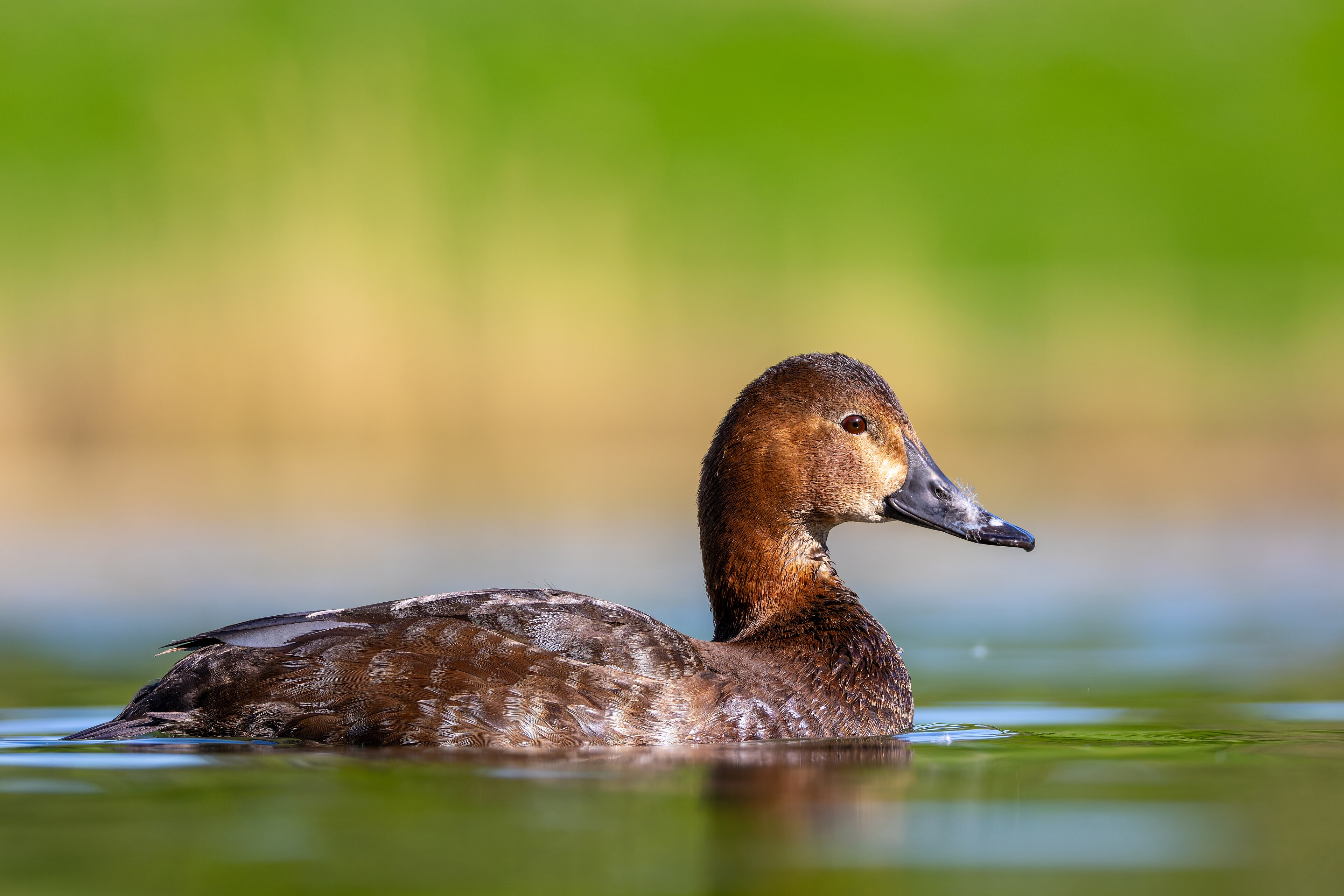 Common Pochard (Aythya ferina)