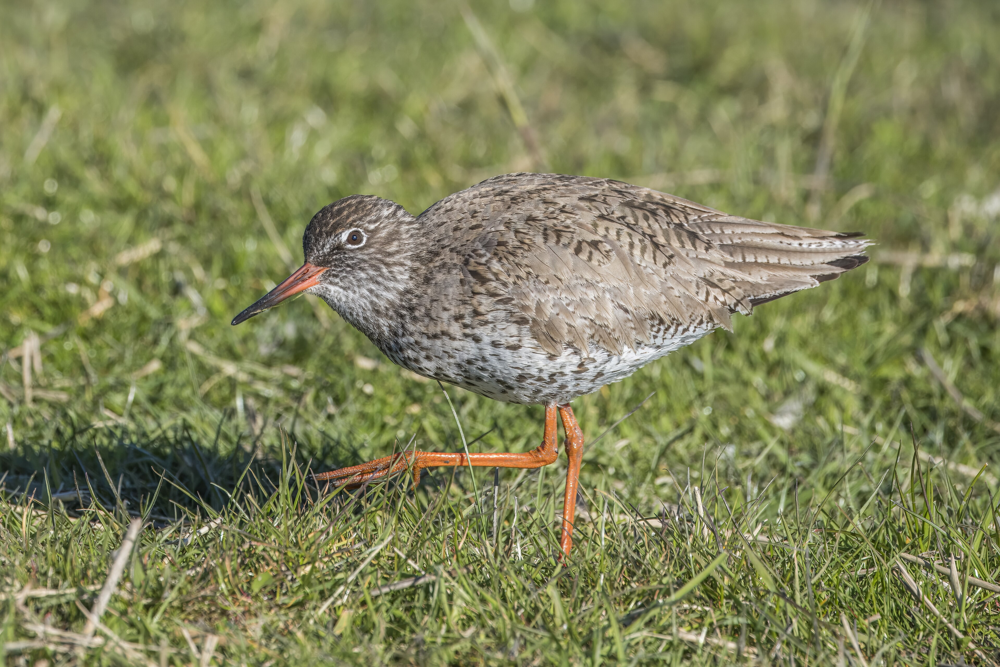 Common Redshank (Tringa totanus)