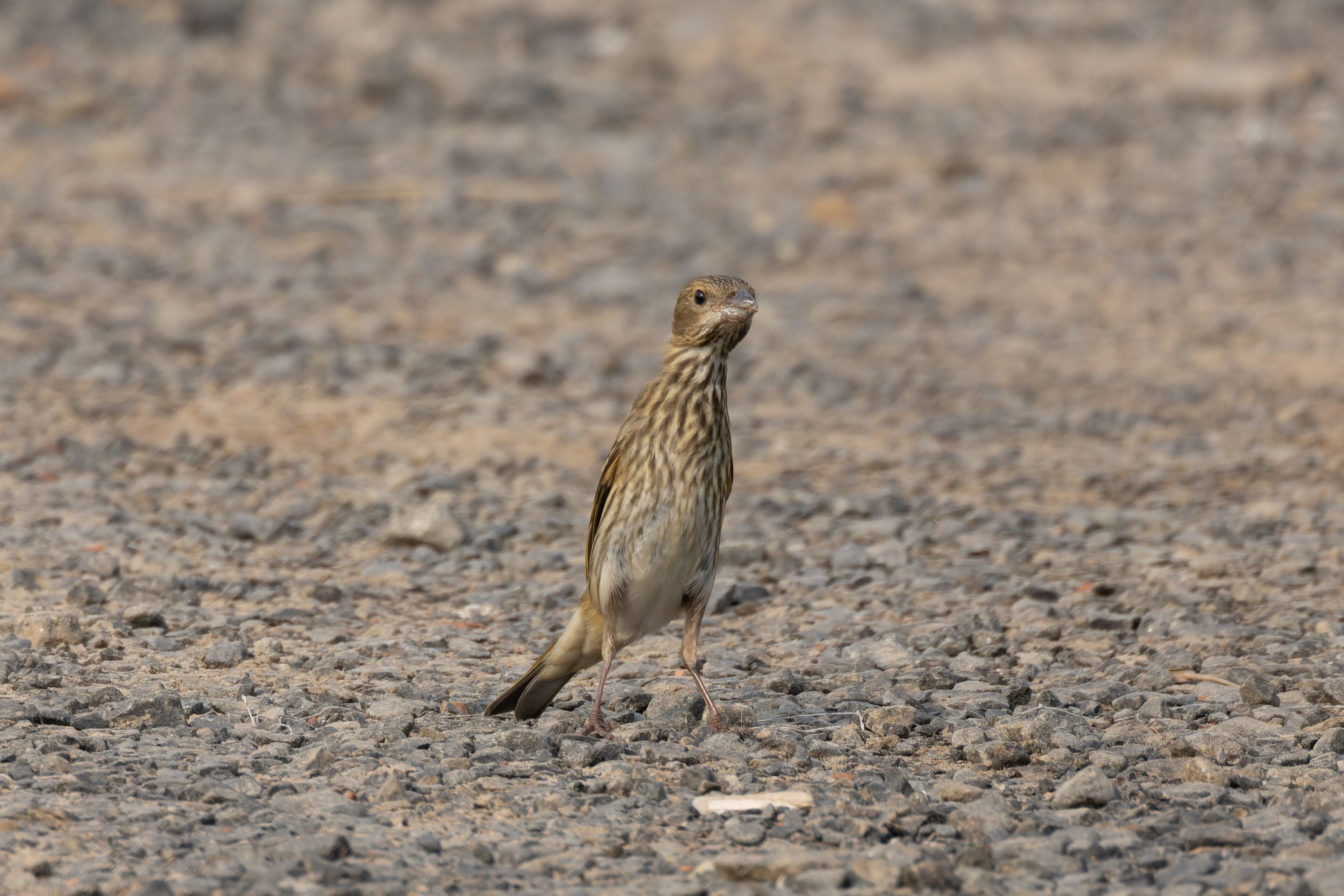 Common Rosefinch (Carpodacus erythrinus)