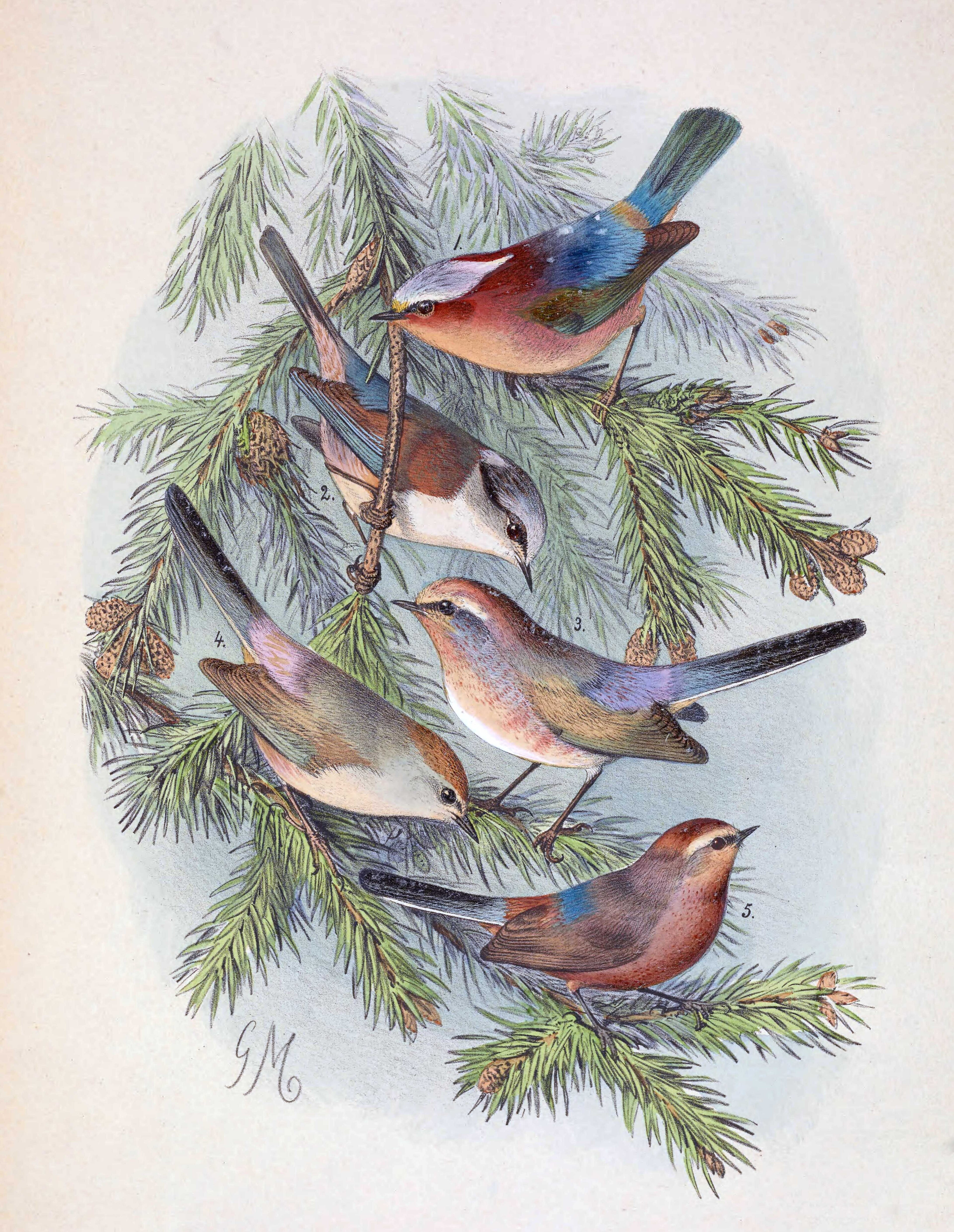 Crested Tit-warbler (Leptopoecile elegans)