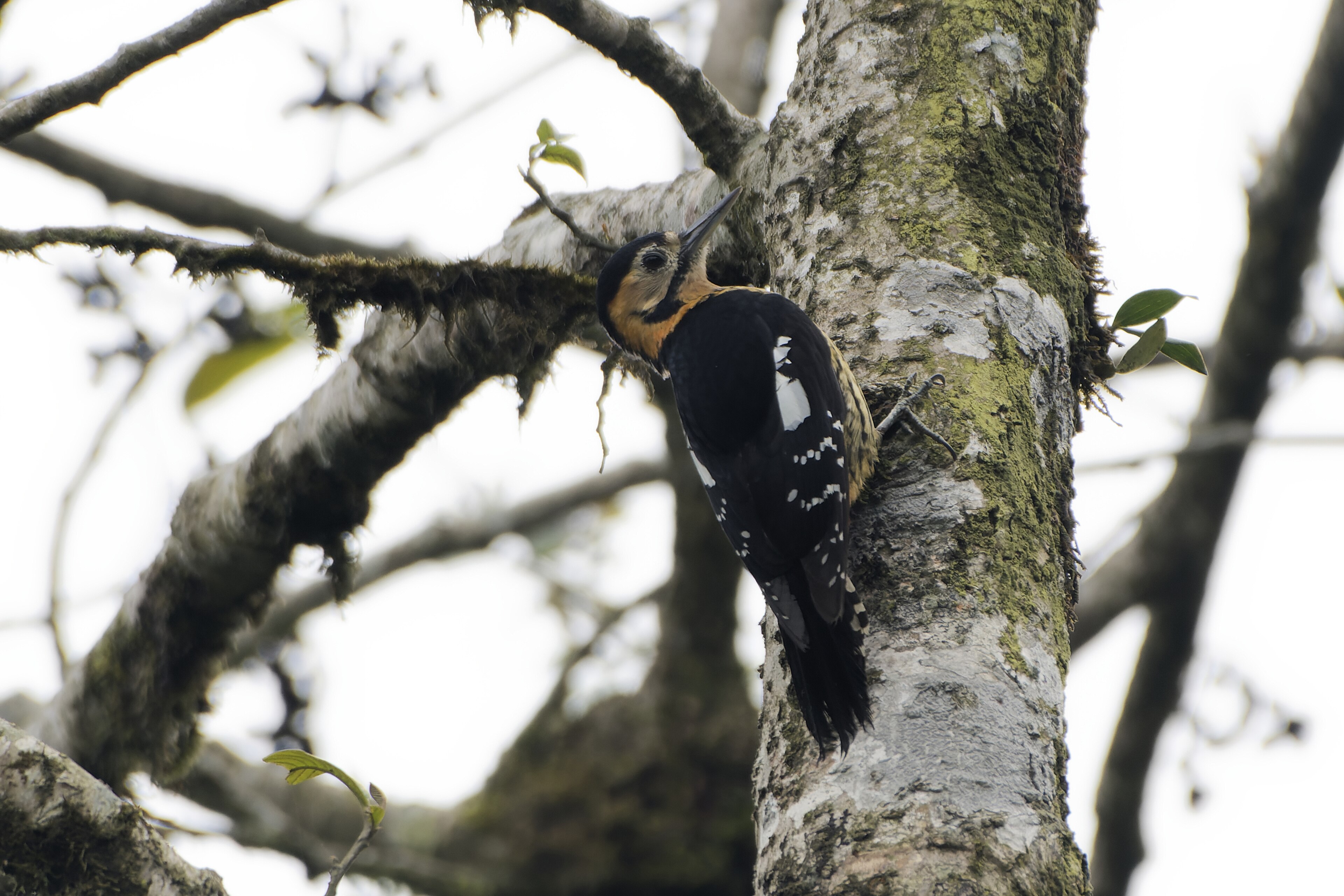 Darjeeling Woodpecker (Dendrocopos darjellensis)