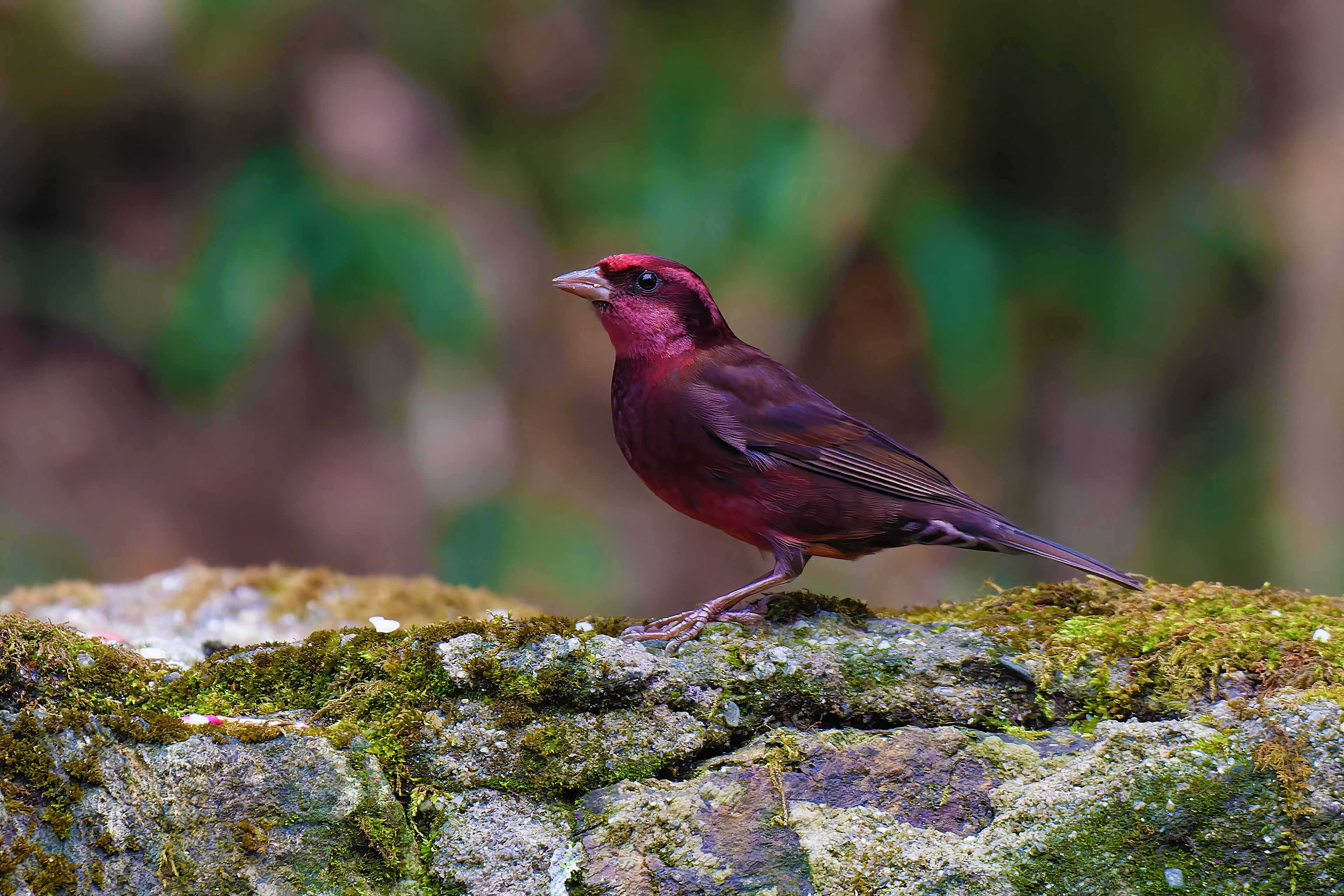 Dark-breasted Rosefinch (Carpodacus nipalensis)