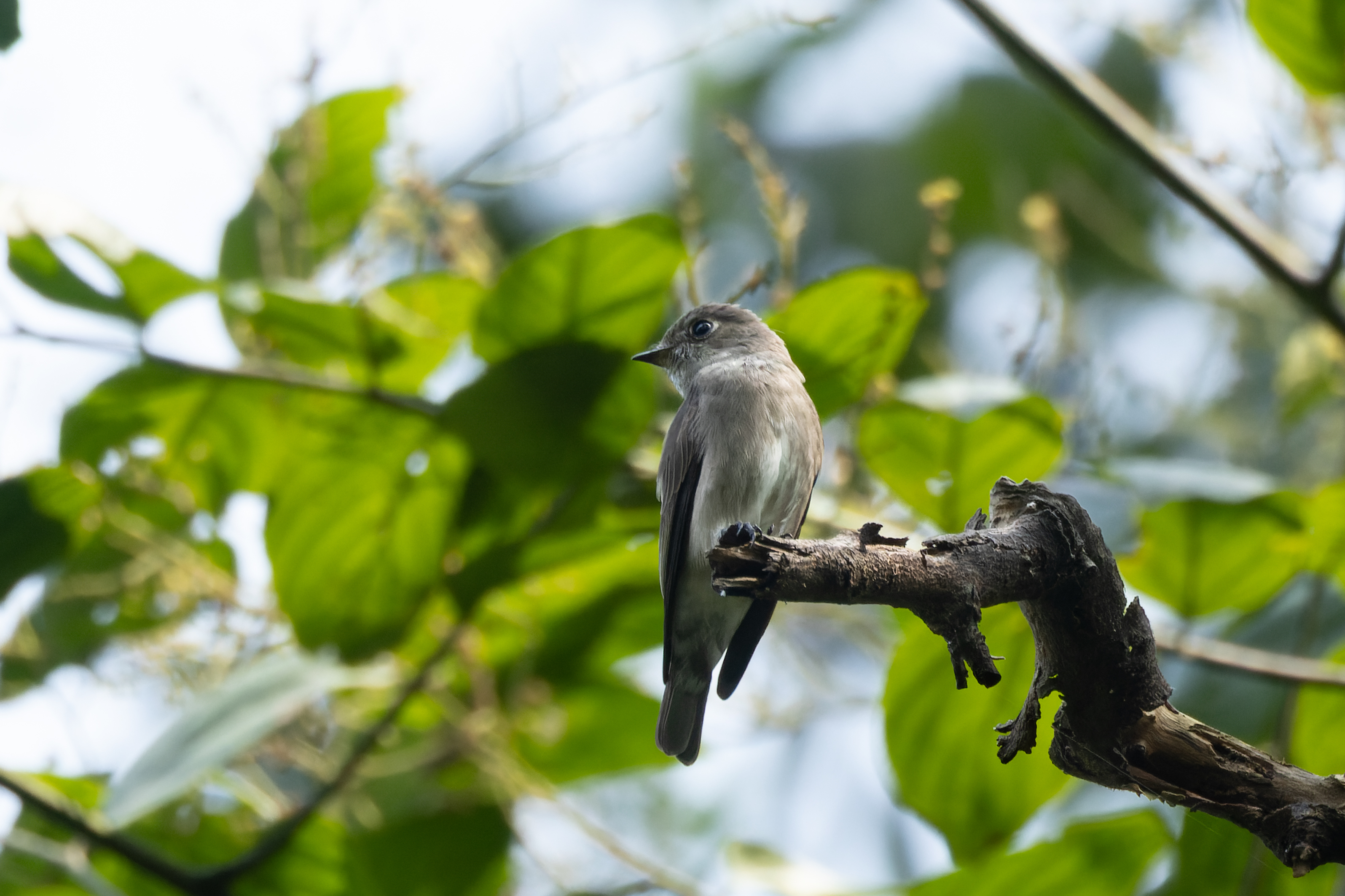 Dark-sided Flycatcher (Muscicapa sibirica)