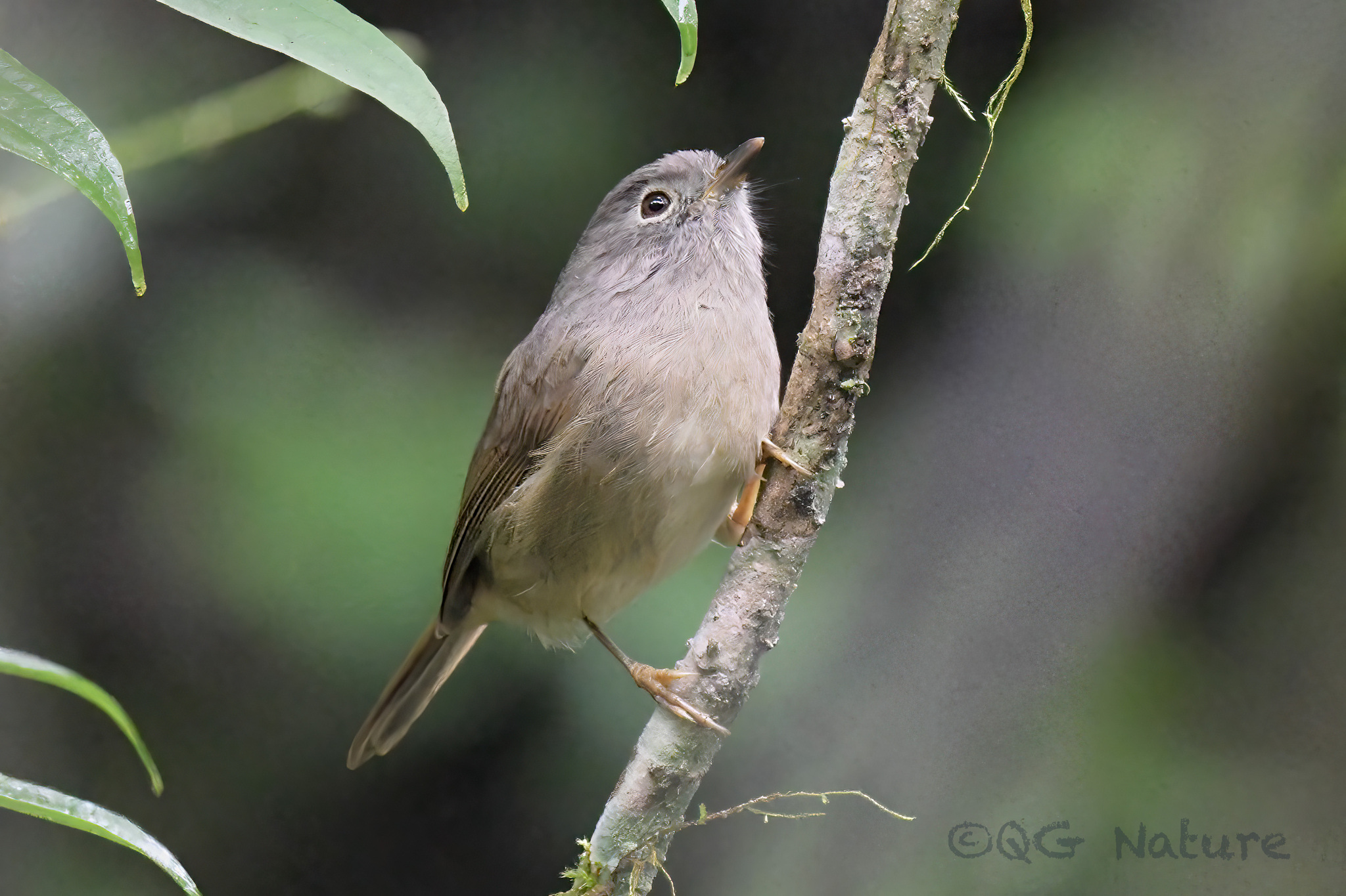 David’s Fulvetta (Alcippe davidi)