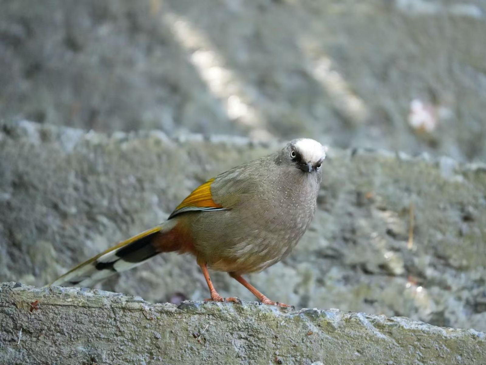 Elliot’s Laughingthrush (Trochalopteron elliotii)