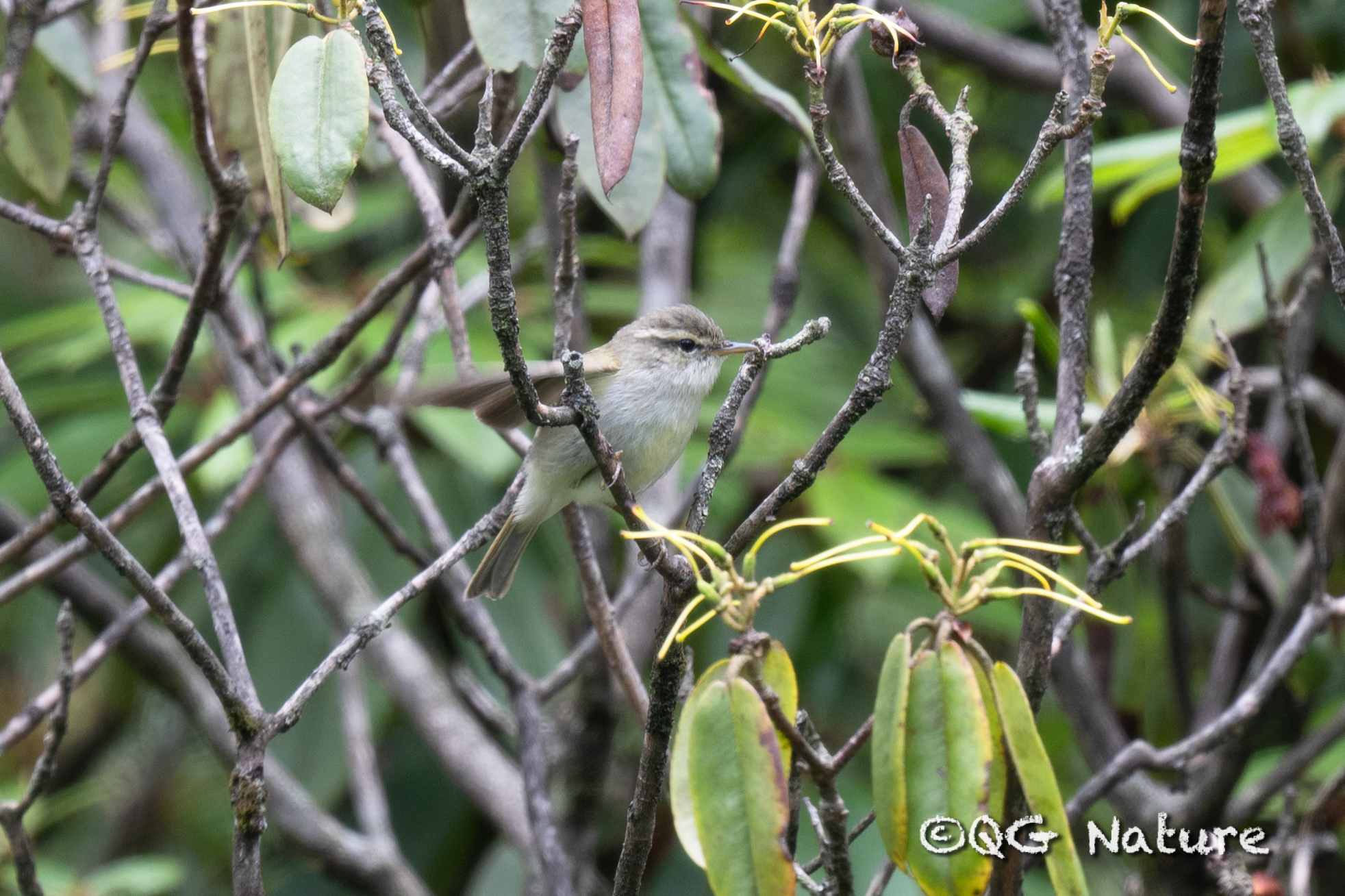 Emei Leaf Warbler (Phylloscopus emeiensis)