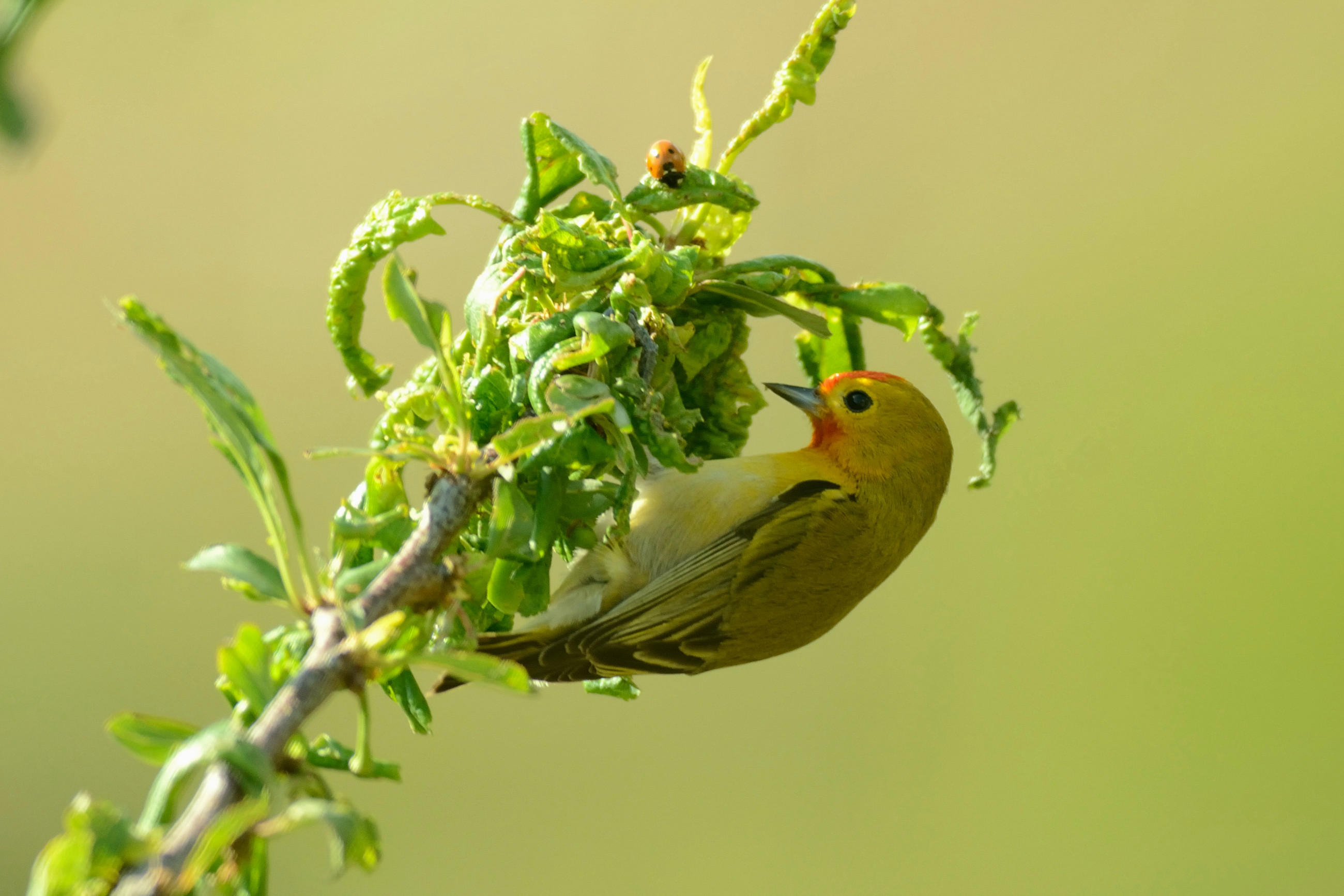 Fire-capped Tit (Cephalopyrus flammiceps)